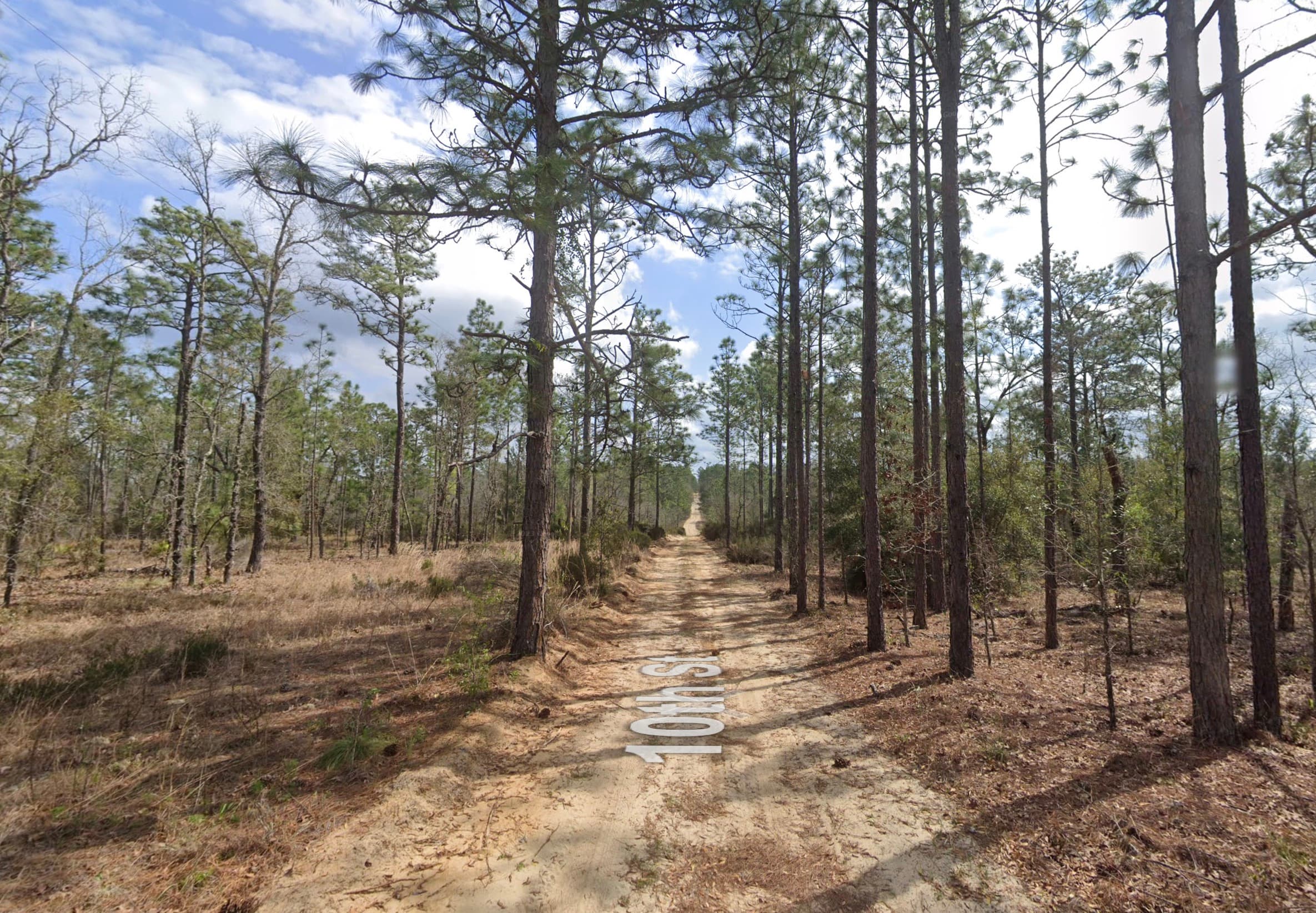 Marked forest track running through longleaf pine woodland in Putnam County, Florida.