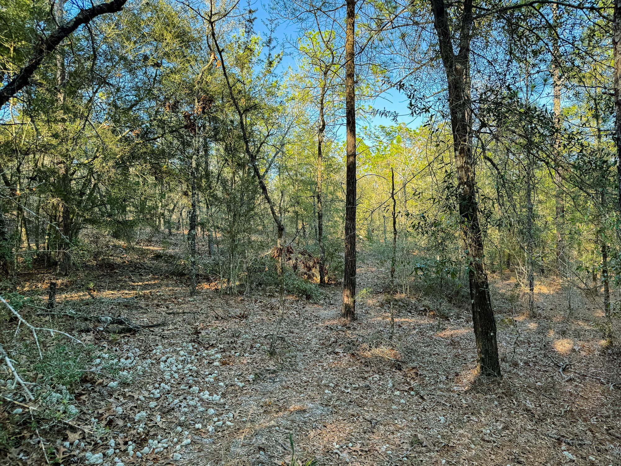Natural walking path visible through the center of the mixed forest property in Walton County, Florida.