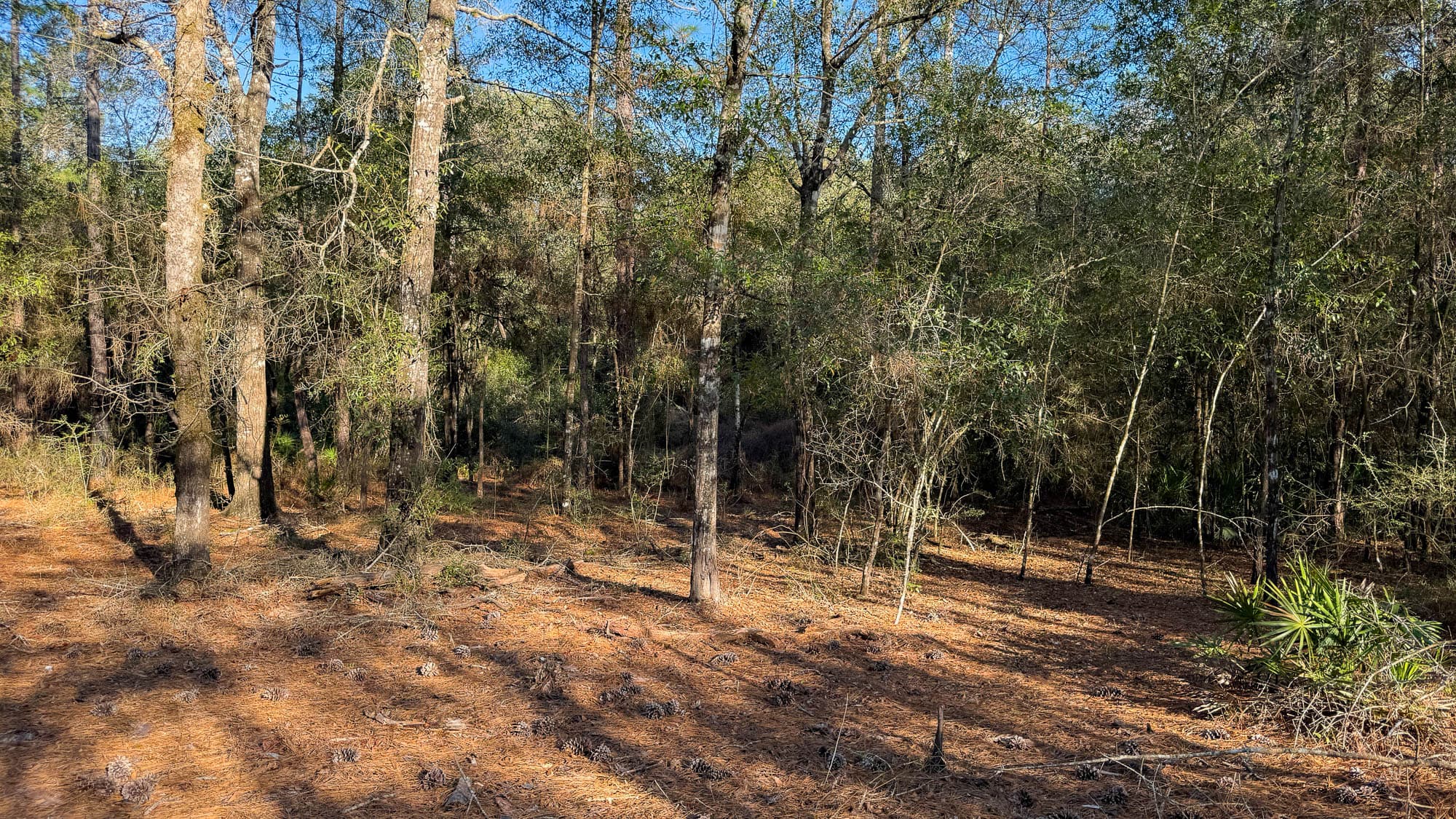 Cleared forest interior with tall pines and open understory looking south in Walton County, Florida.