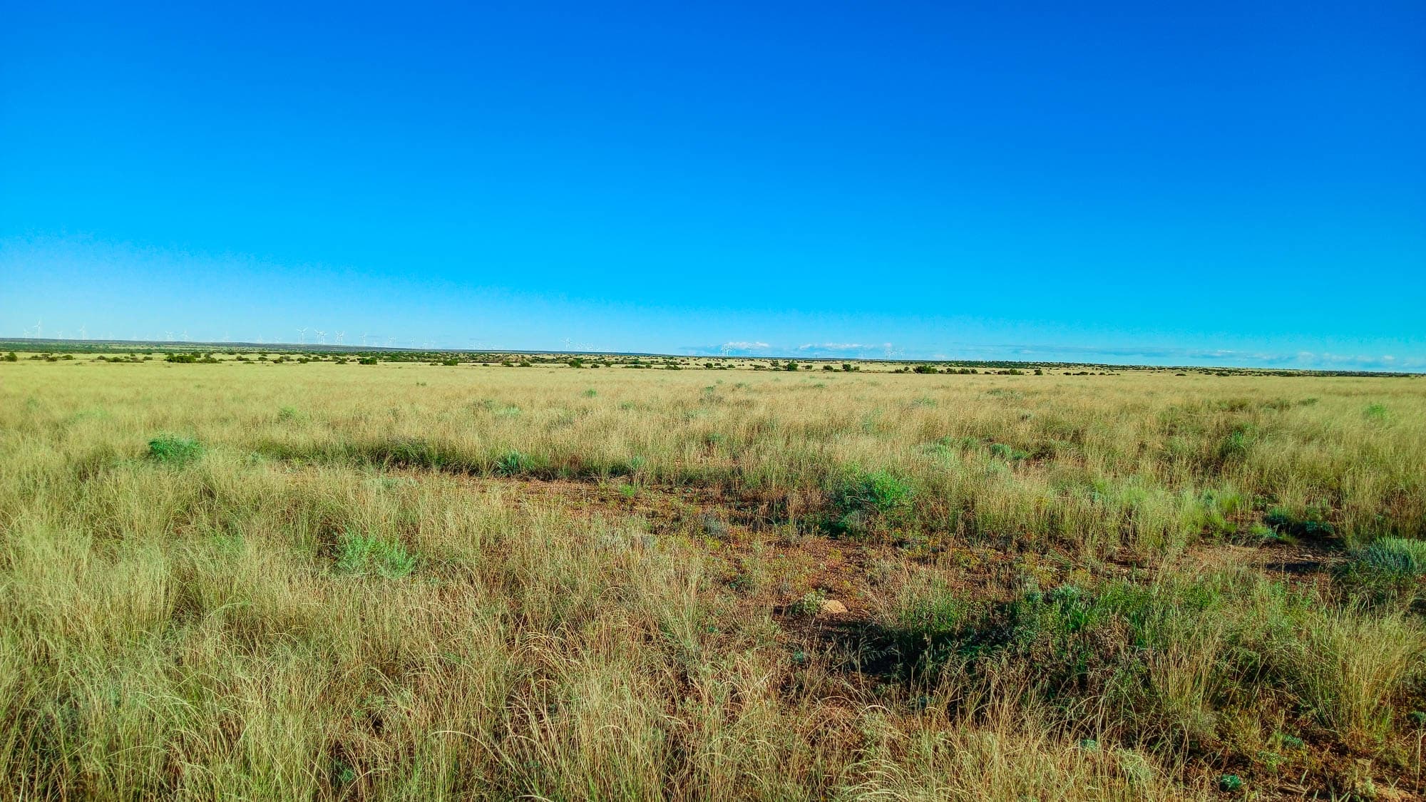 Looking southeast from the southeast corner across grassland in Navajo County, Arizona.