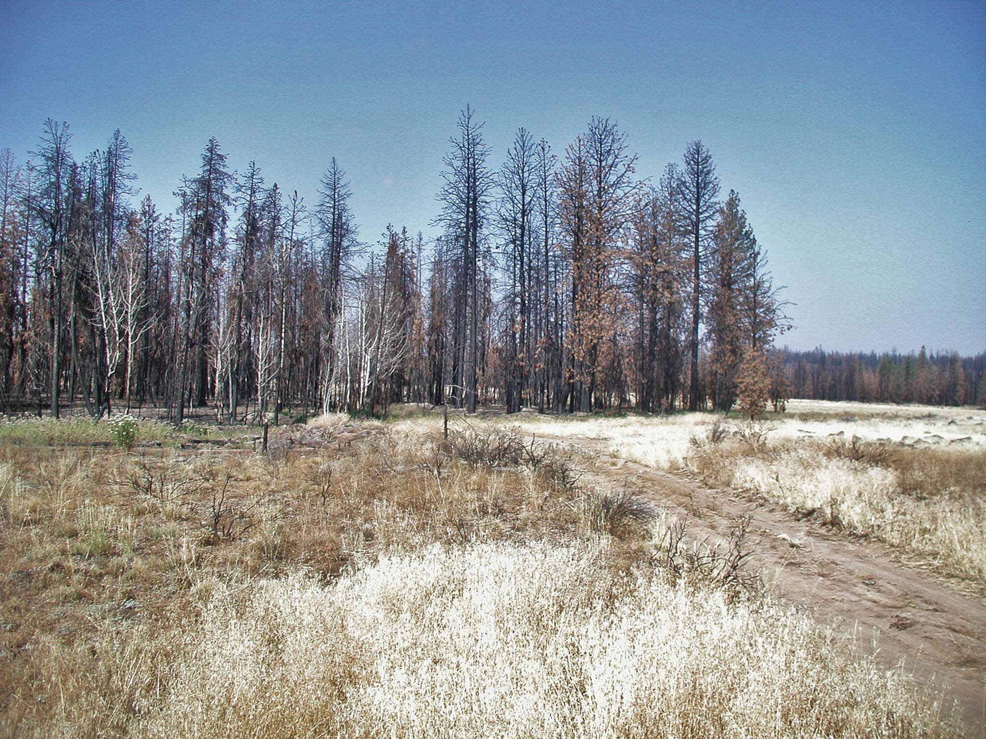 Fire-affected ponderosa forest with recovering understory vegetation on the parcel in Klamath County, Oregon.