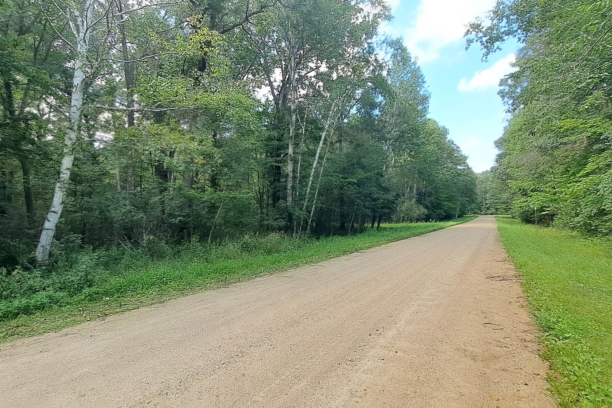 Dirt road lined with tall trees and green grass verges on the parcel in Todd County, Minnesota.