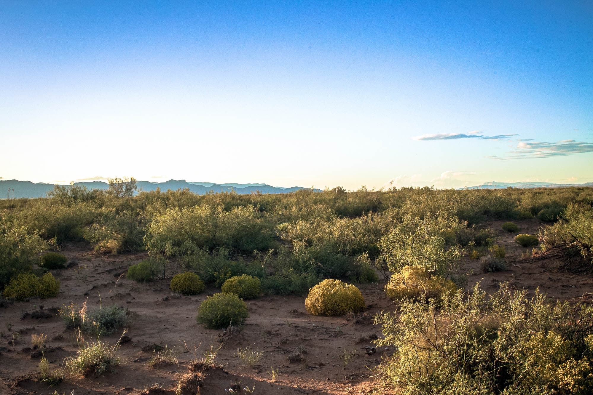Desert scrubland with scattered creosote bushes and low shrubs across reddish-brown soil in Culberson County, West Texas.