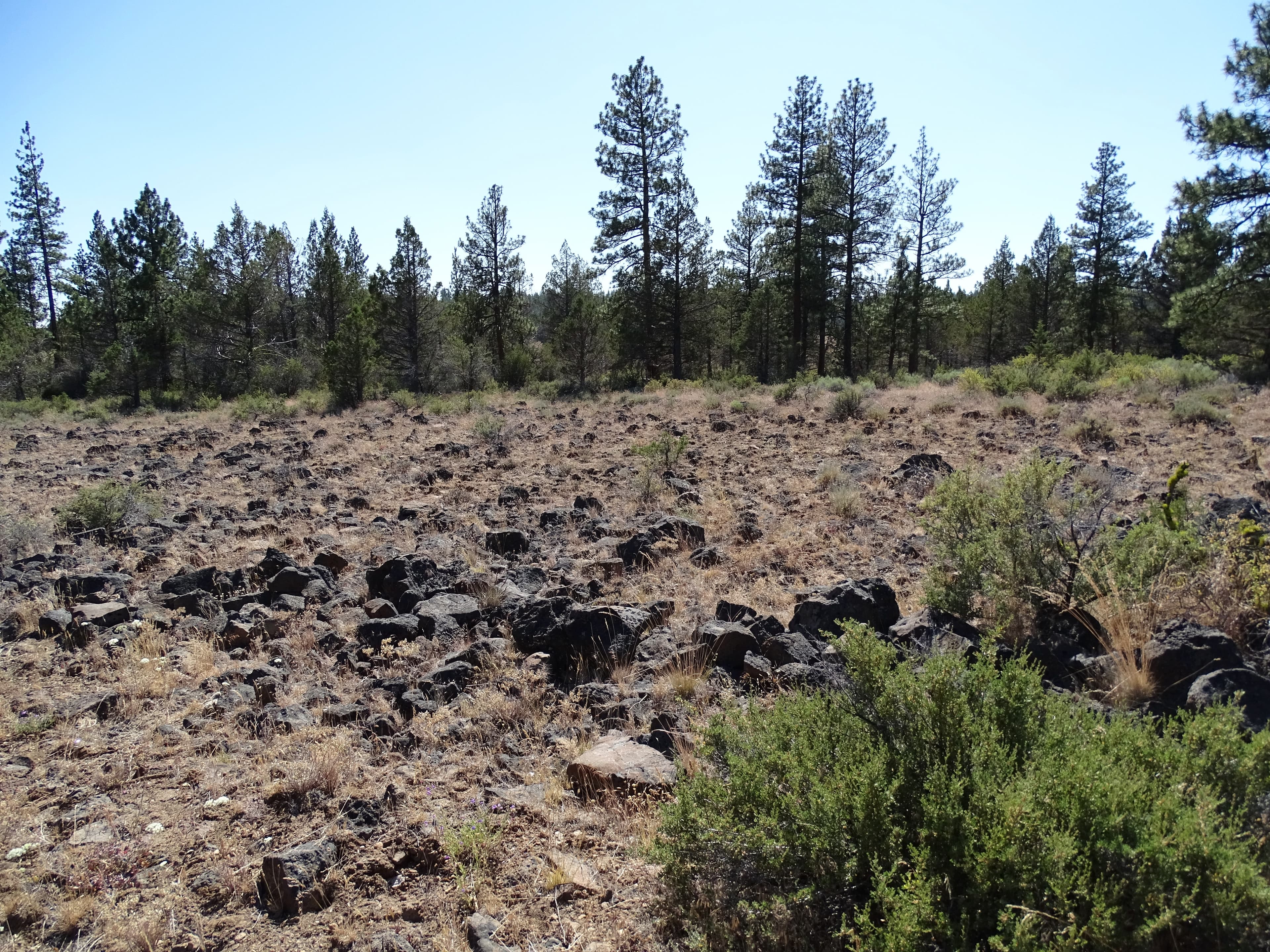 Volcanic lava rock fragments scattered across ground with mature ponderosa pines in the background in Klamath County, Oregon.