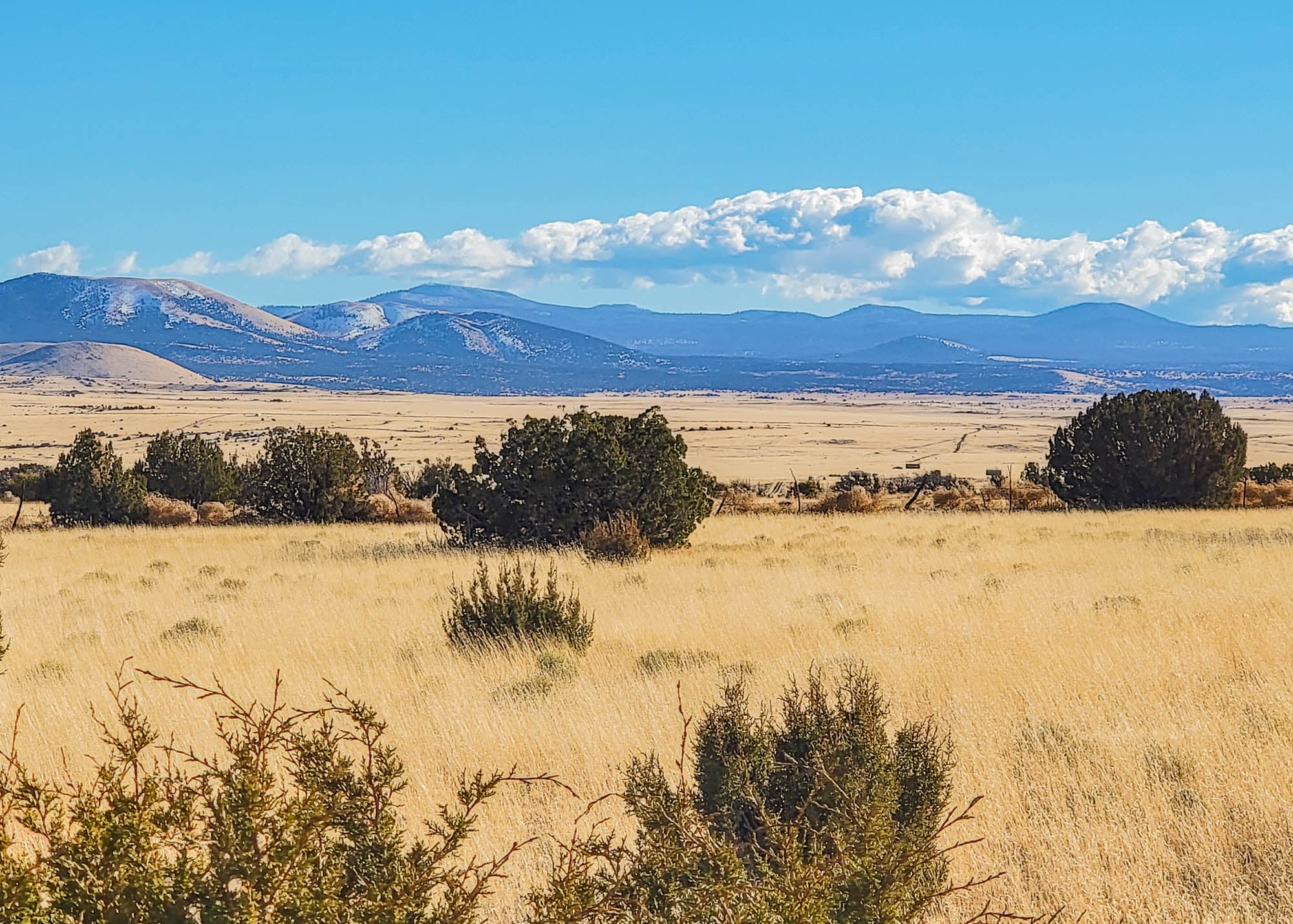 Wide grassland with scattered juniper and distant mountains to the west on the parcel in Apache County, Arizona.