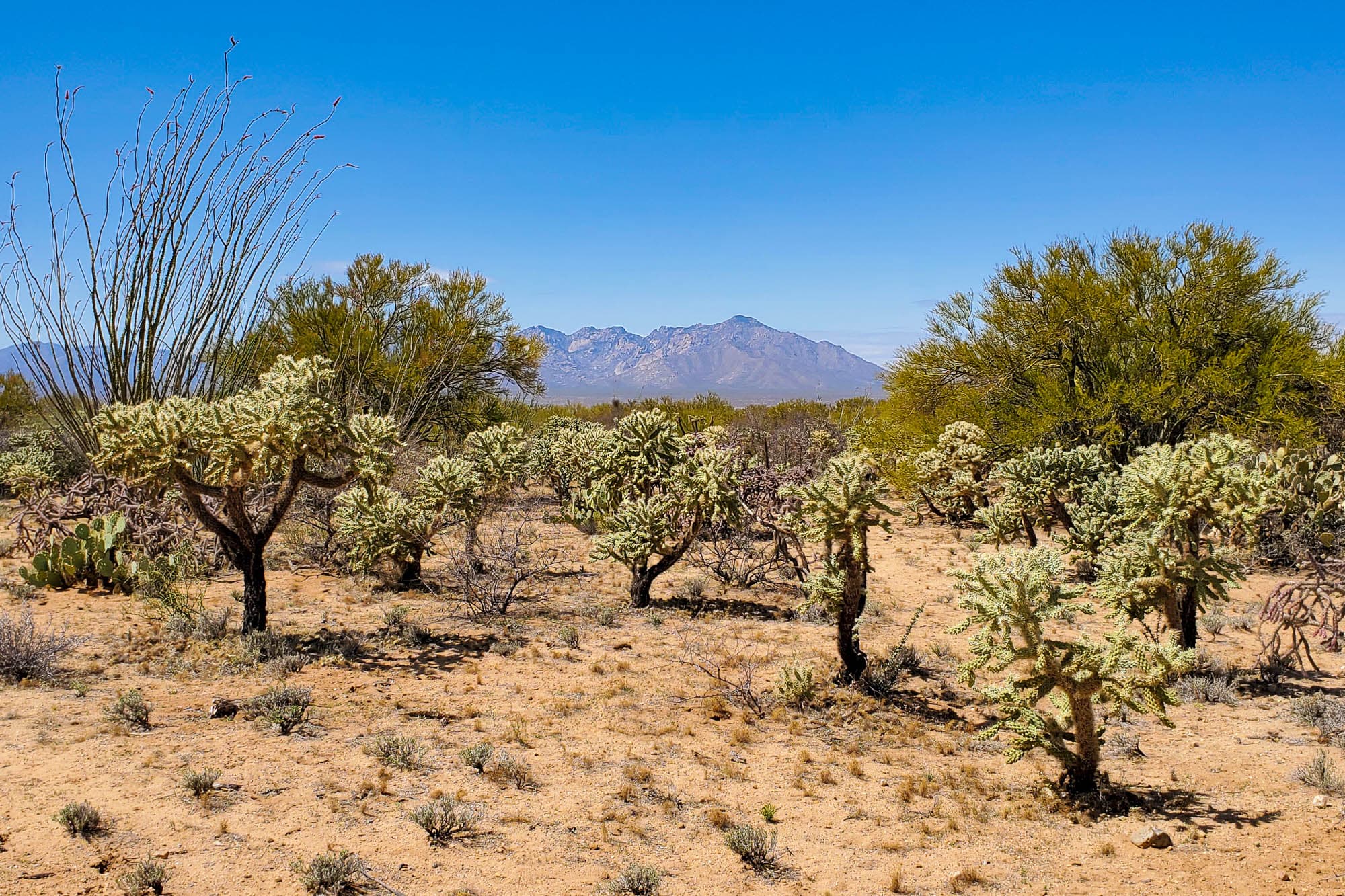 Cholla cactus and ocotillo viewed from the northeast looking back across the parcel in Pima County, Arizona.
