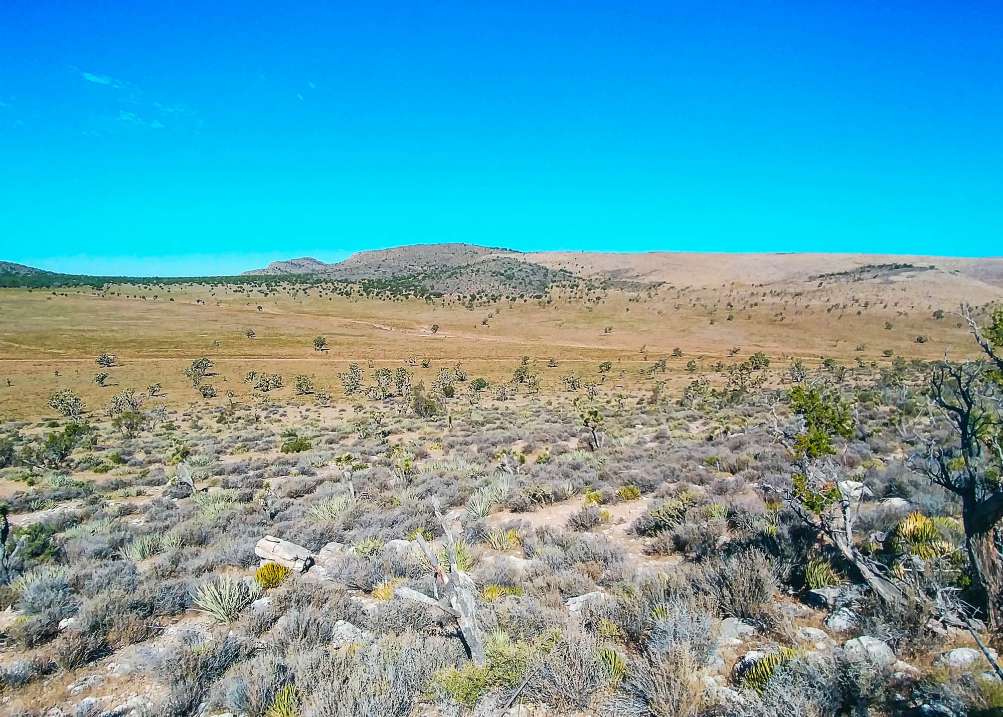 Southeast corner view with open sagebrush and Joshua trees extending toward the parcel center in Mohave County, Arizona.