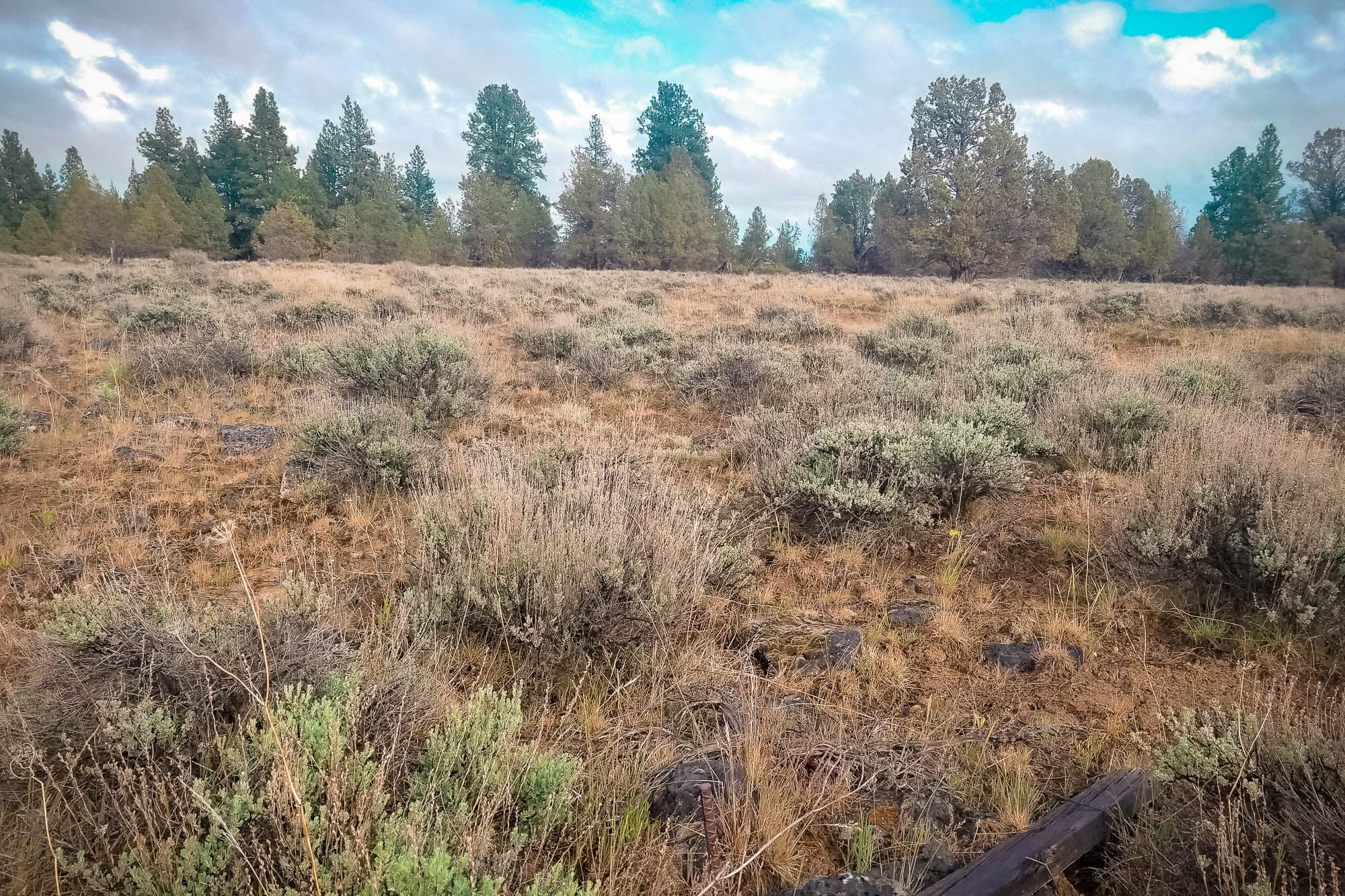 Mixed conifer woodland with volcanic basalt boulders and native shrubs on undulating ground in Klamath County, Oregon.