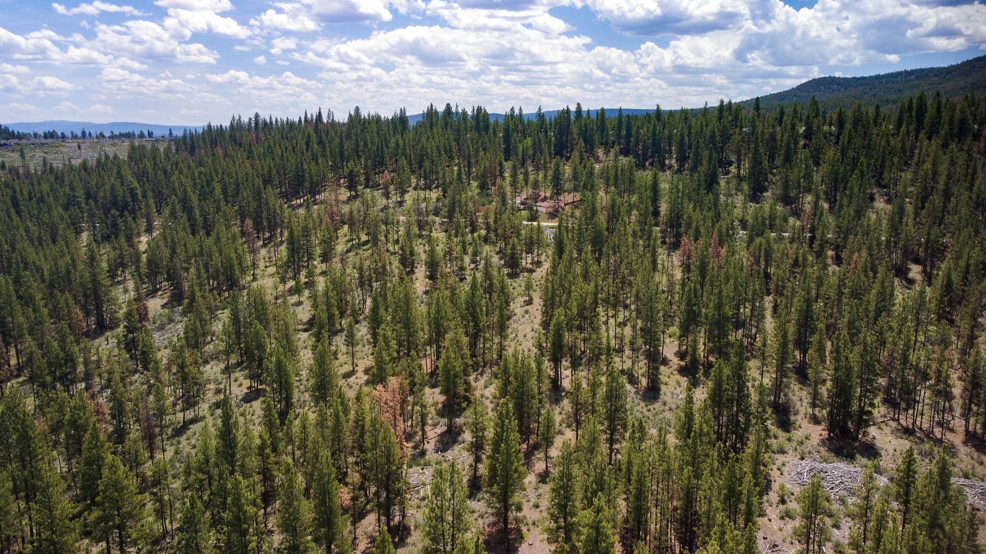 Aerial photo showing mature pine forest with understory and distant range visible in Klamath County, Oregon.