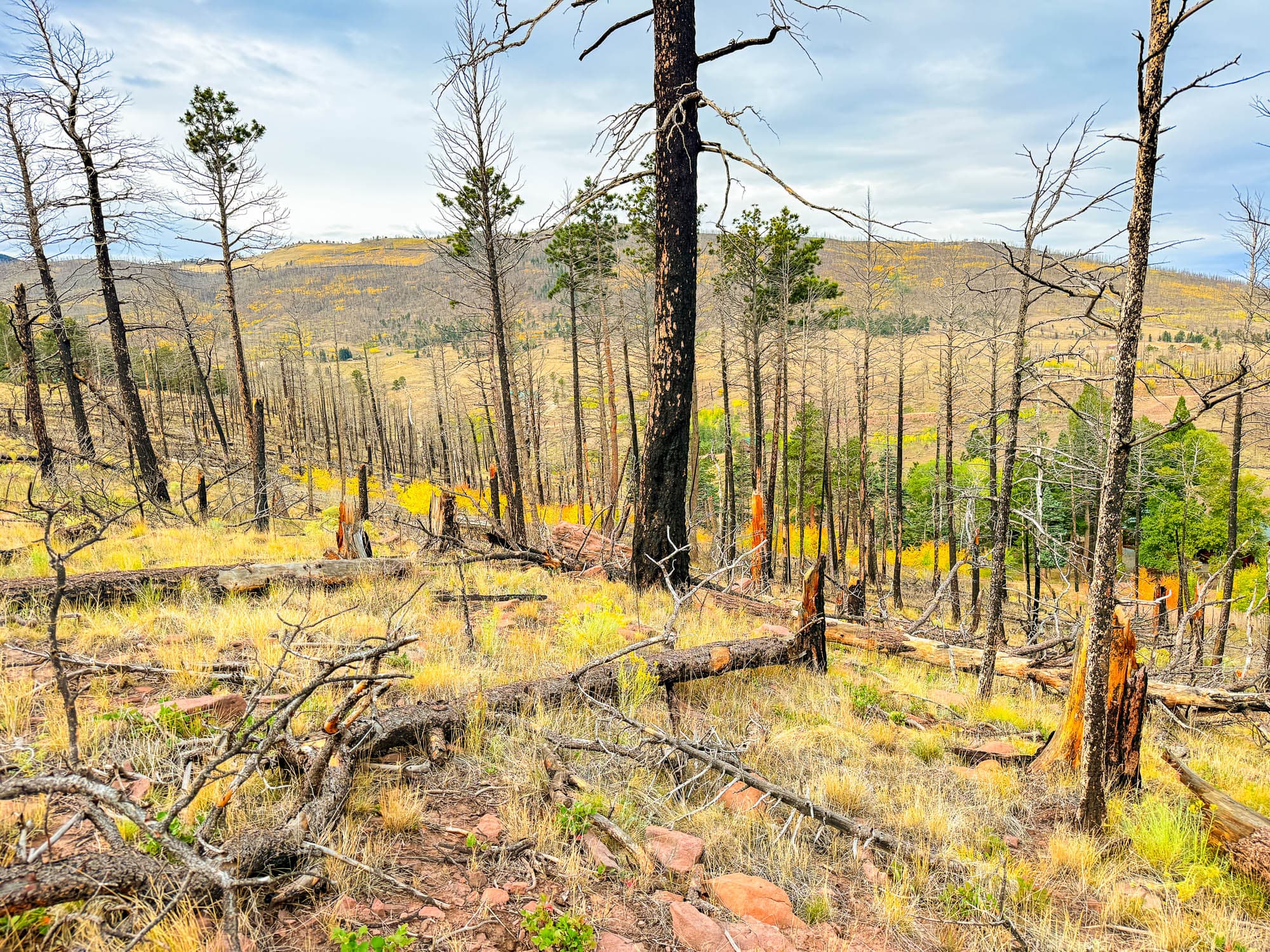 Recovery landscape with scattered charred trees, wildflower blooms, and distant ranges in Costilla County, Colorado.