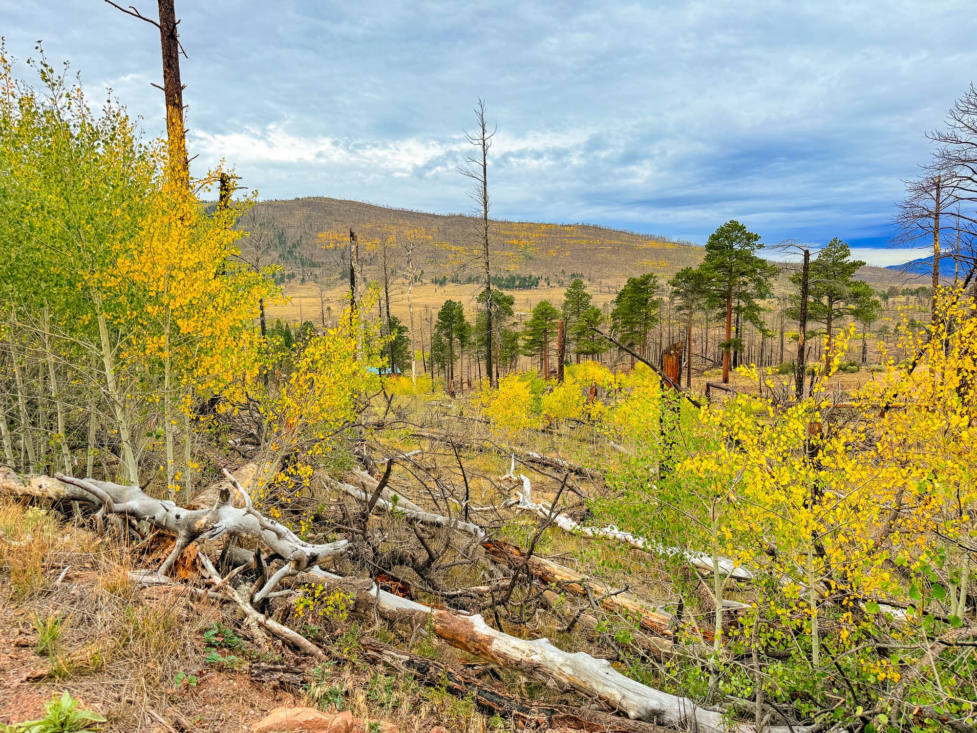 Red-roofed cabin structure in the distance through recovering forest on the parcel in Costilla County, Colorado.