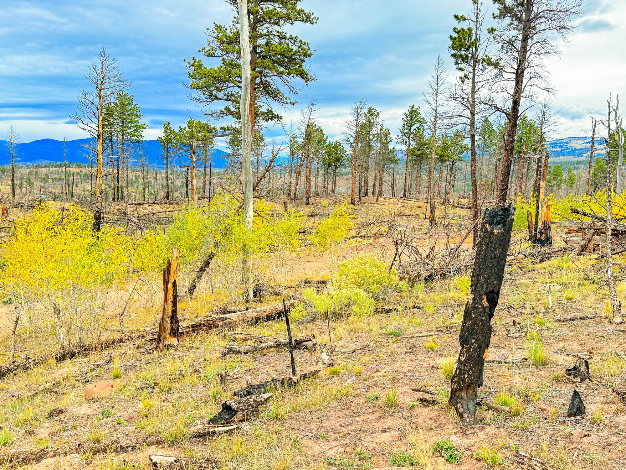 Burned forest stand with charred wood debris and young aspen growth across the parcel in Costilla County, Colorado.