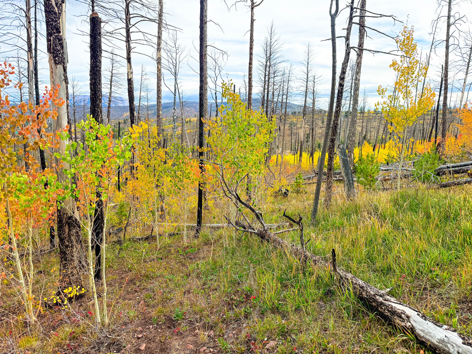 Recovering forest with golden aspen foliage and scattered burned timber on the parcel in Costilla County, Colorado.