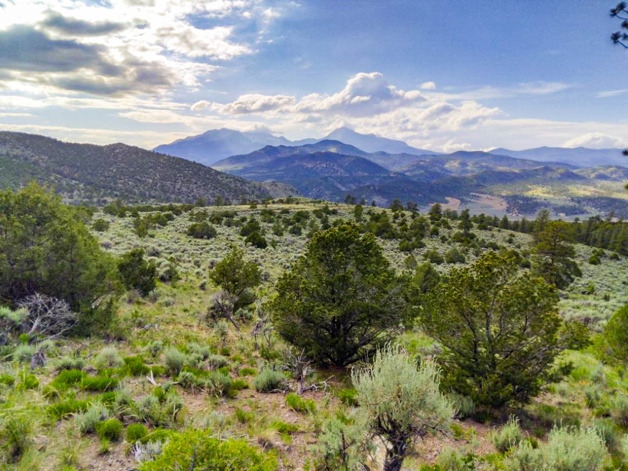 Ground-level view of scattered coniferous trees and sagebrush vegetation across the parcel in Costilla County, Colorado.