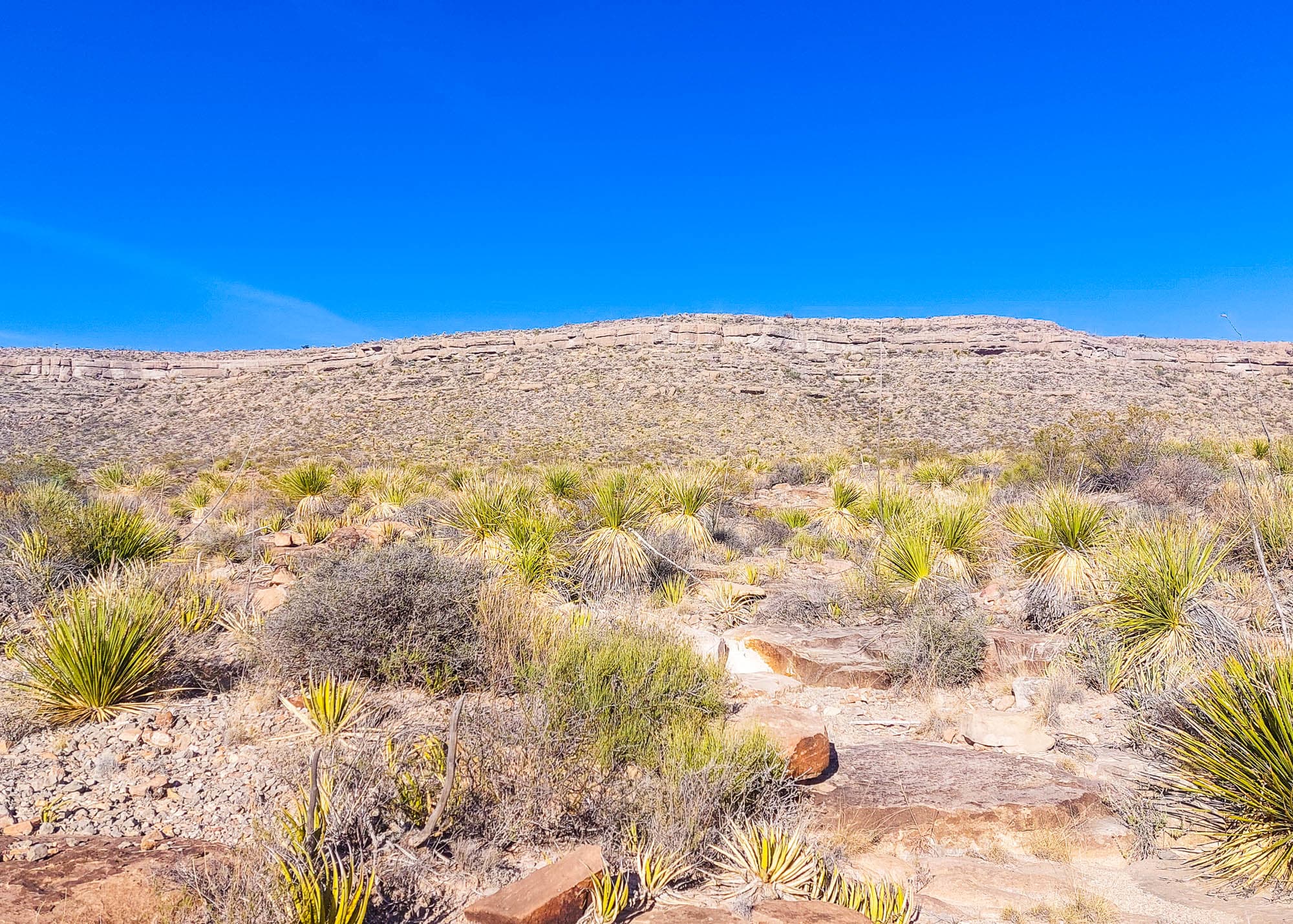 Rocky hillside with yucca scattered across the surface in Hudspeth County, West Texas.