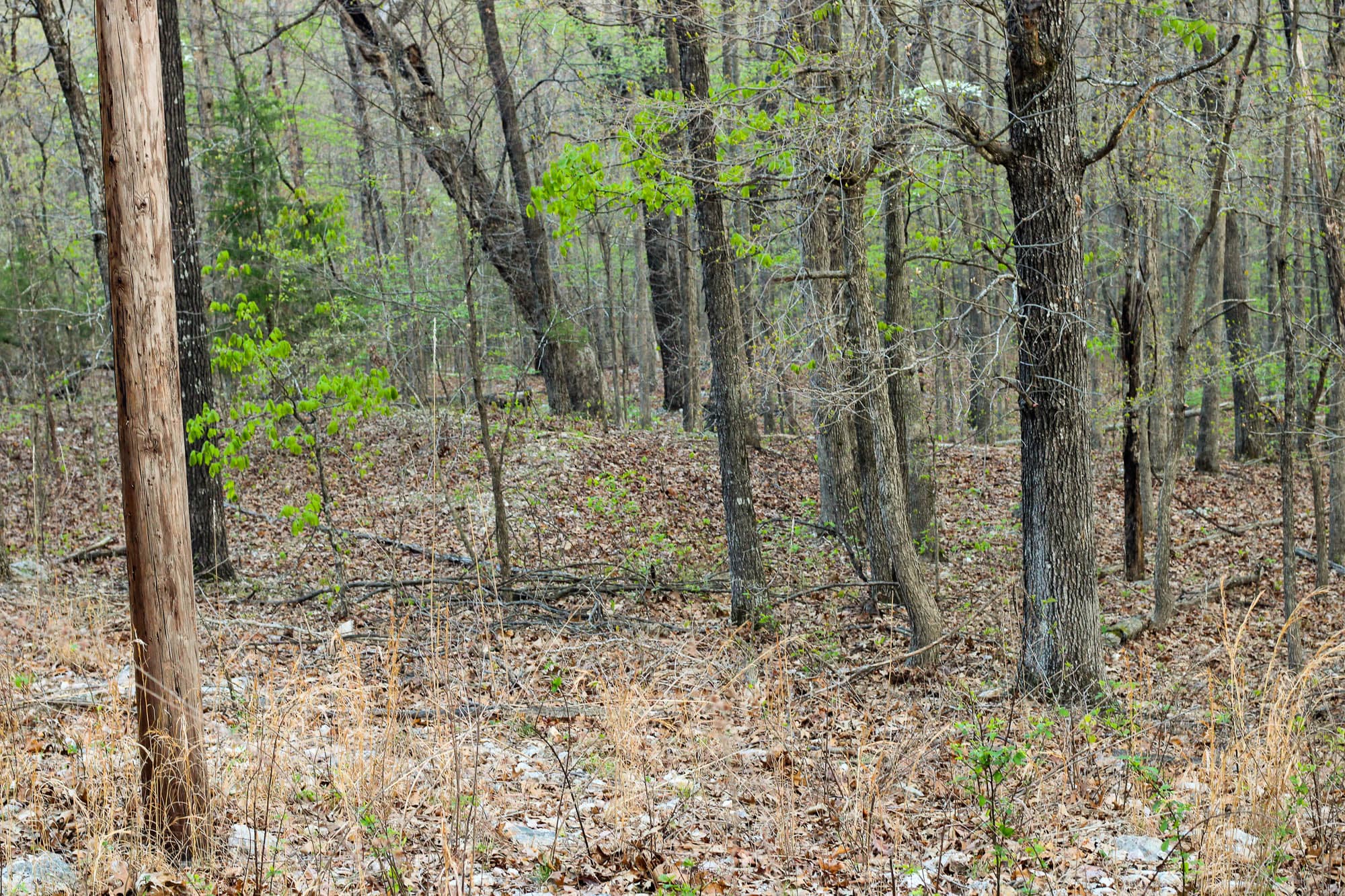 View from the southwest corner looking northeast across the property in Sharp County, Arkansas.