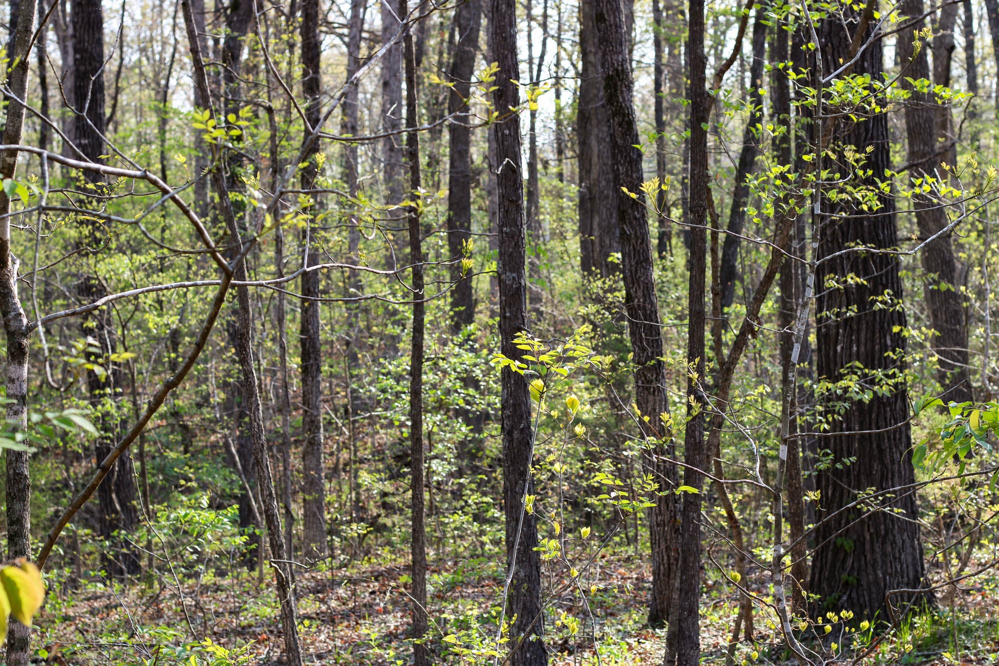 Deciduous forest with new leaf growth and brown forest floor in Sharp County, Arkansas.