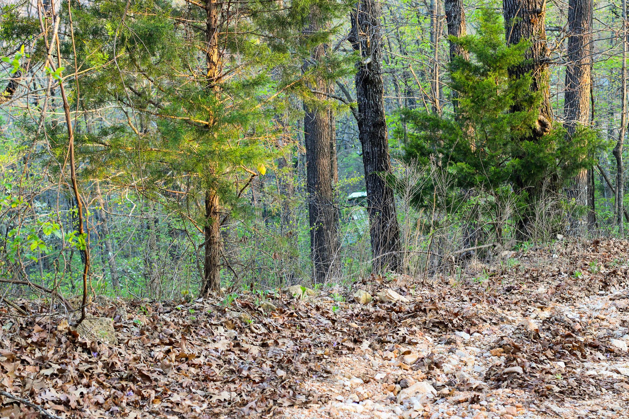 Steep hillside covered in mixed hardwood and pine timber with rocky exposed soil in Sharp County, Arkansas.