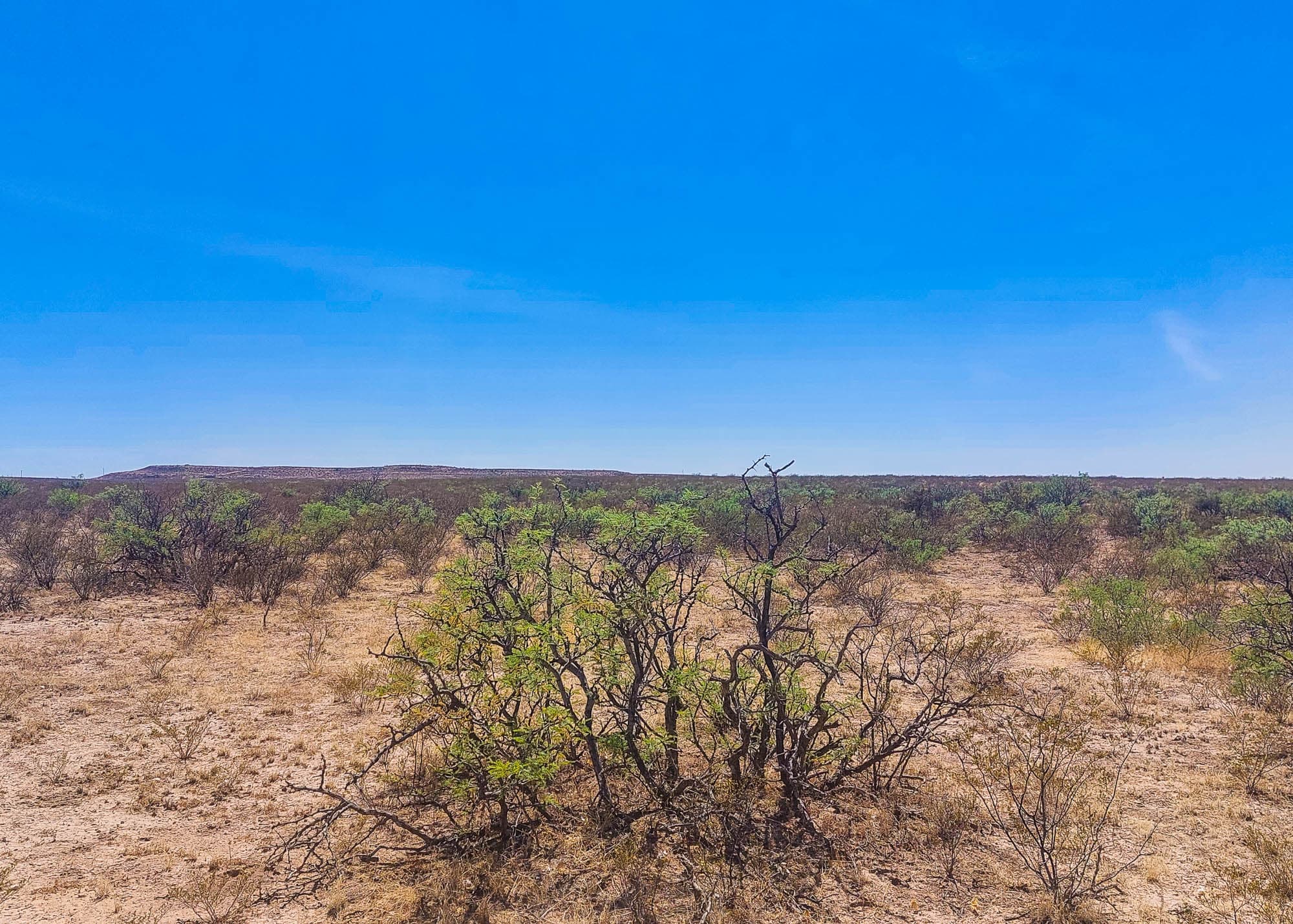 Desert vegetation on rocky, sloping ground with mountain features in the background, Hudspeth County, West Texas.