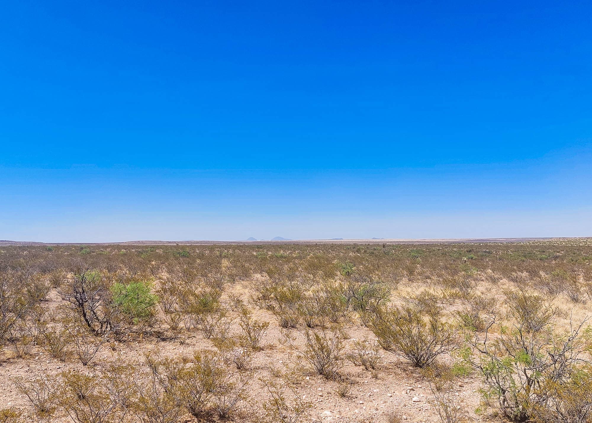 Sierra Blanca mountain visible on horizon beyond sparse desert shrubland in Hudspeth County, West Texas.