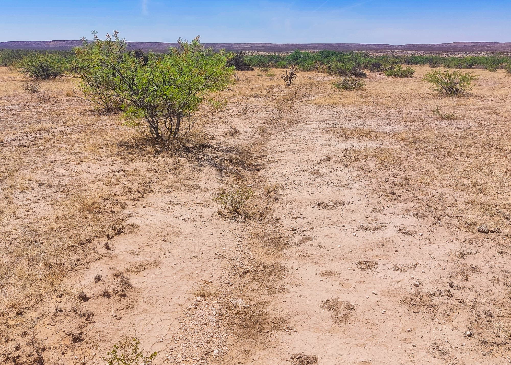 Single mesquite tree standing alone on sparse, barren ground in Hudspeth County, Texas.