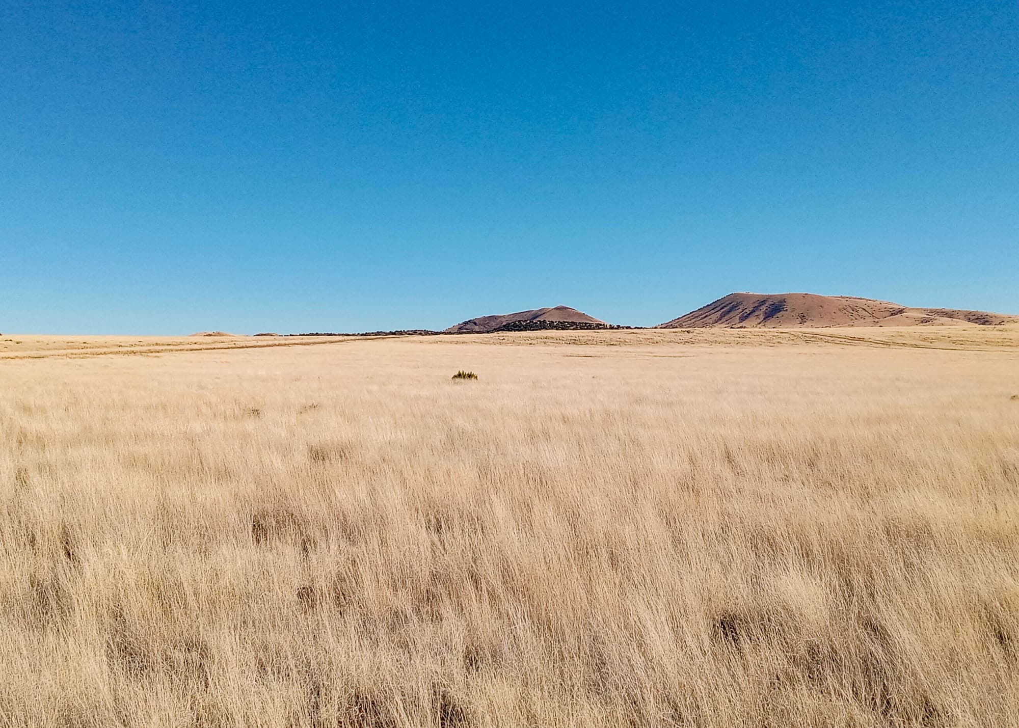 Distant volcanic cones rise above golden grassland near Concho, Arizona in Apache County.