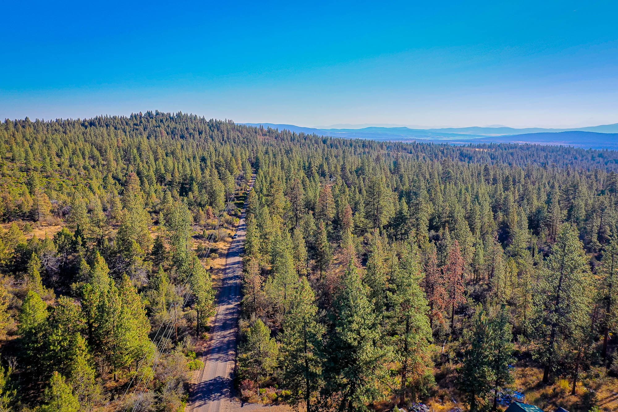 Aerial photo of thick coniferous forest with scattered brown-toned trees among green growth in Klamath County, Oregon.
