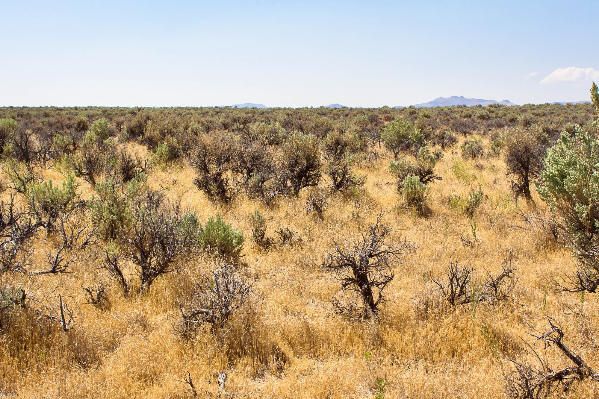 Scattered juniper and sagebrush on open ground near Concho in Elko County, Nevada.
