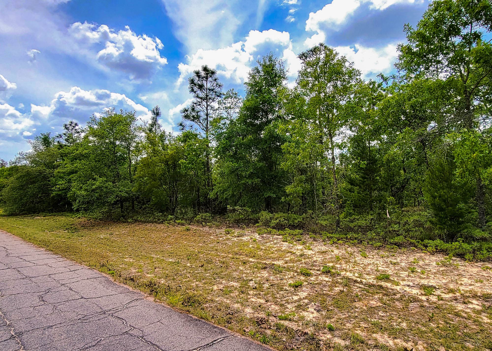 Mixed growth forest showing variation in tree density and understory in Washington County, Florida.