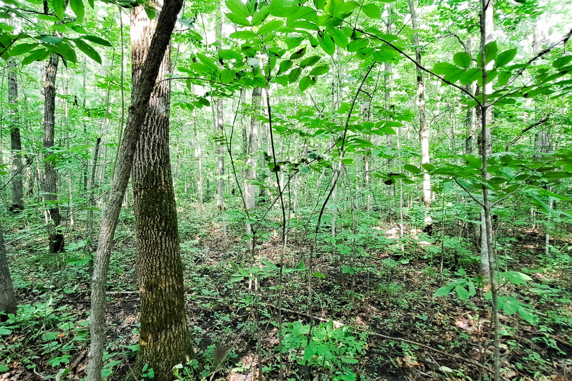 Interior forest view with thick understory vegetation and tall hardwood trees in the Sylvan Shores area.