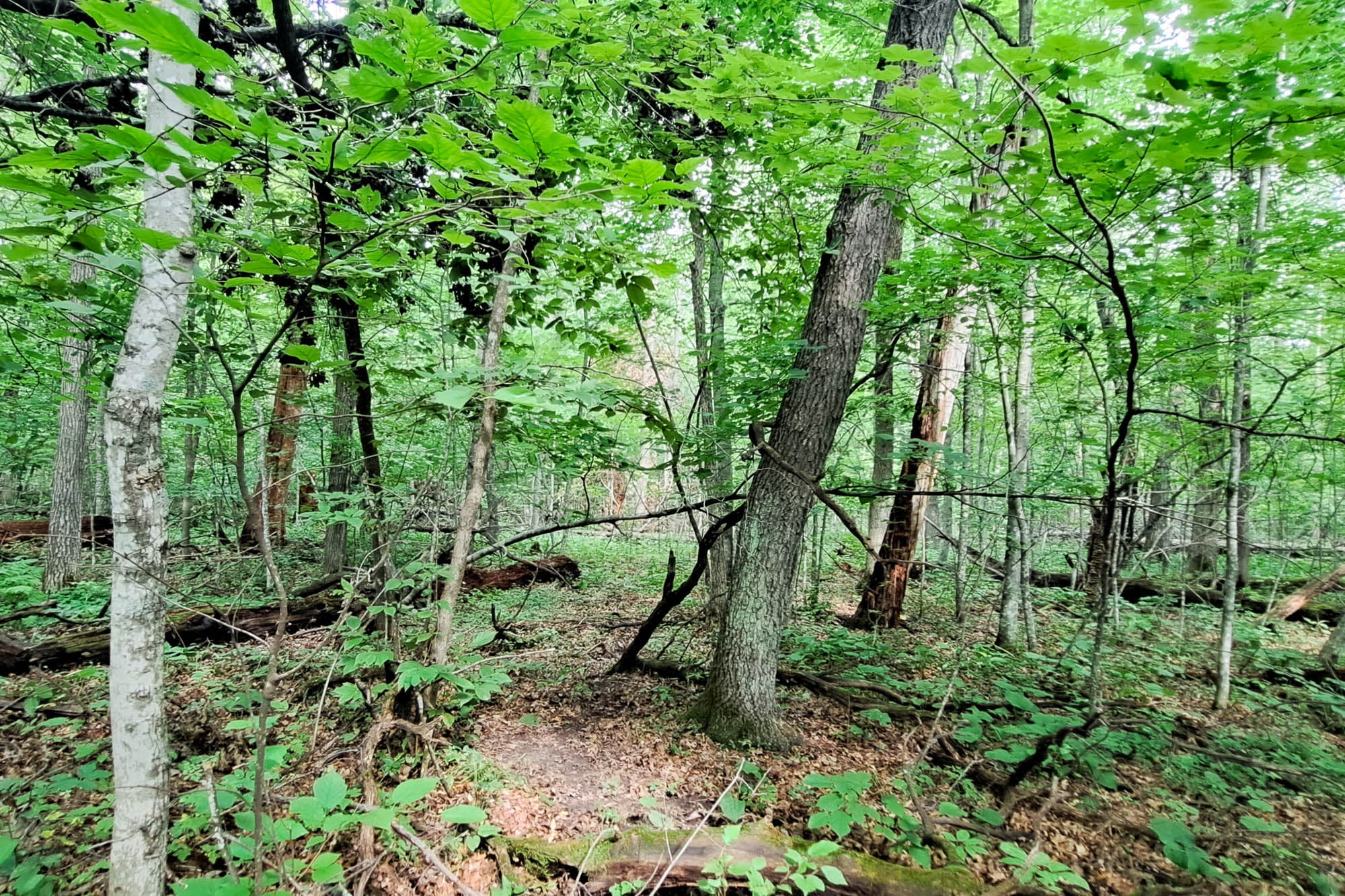 Looking up at mature tree canopy from the forest floor with understory plants visible in Todd County, Minnesota.