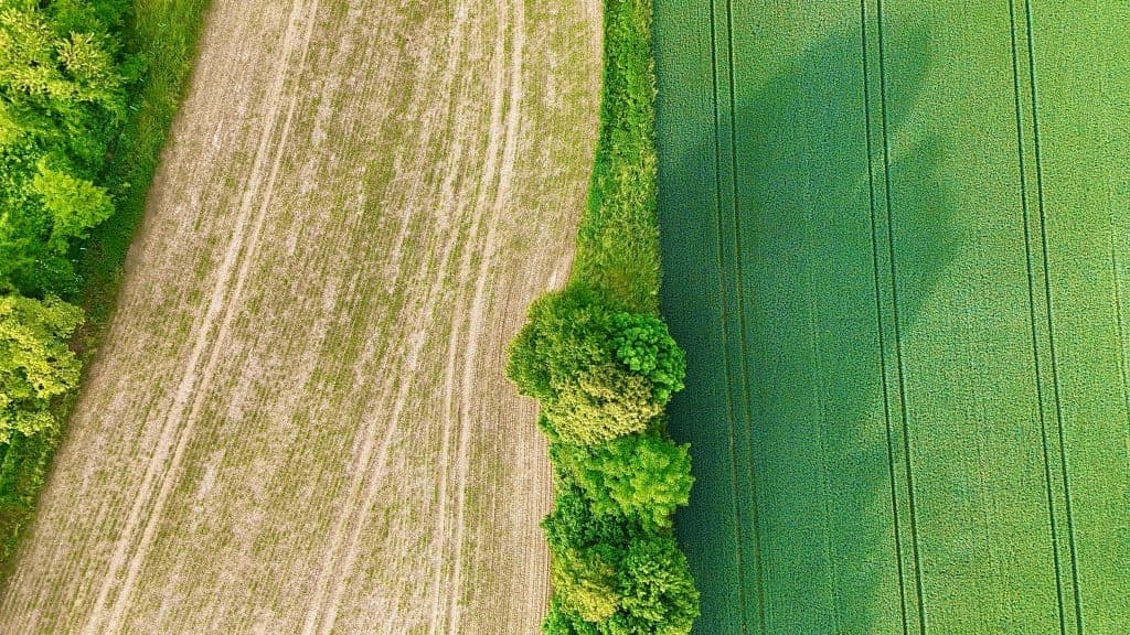 An aerial view of a pale mown strip running between a treeline and a green crop field.
