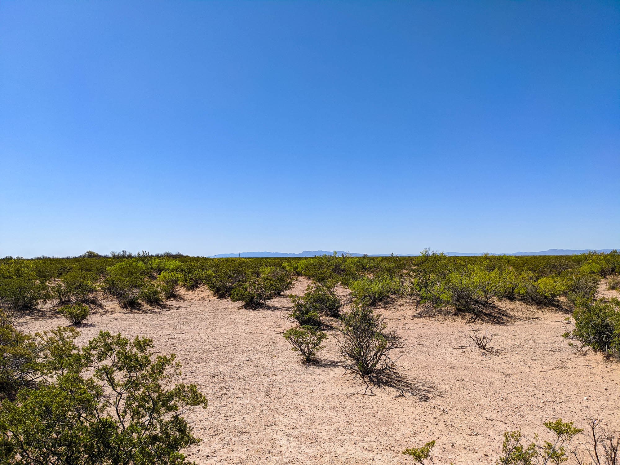 Widely spaced shrubs covering sandy ground typical of El Paso County terrain.
