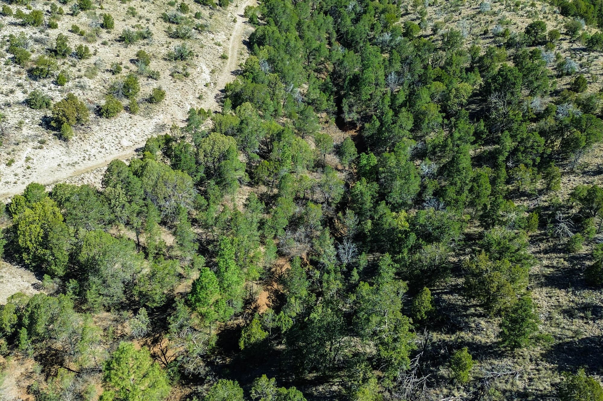 Dense conifer forest with tall trees suitable for residential building in the Sacramento Mountains, Otero County, New Mexico.
