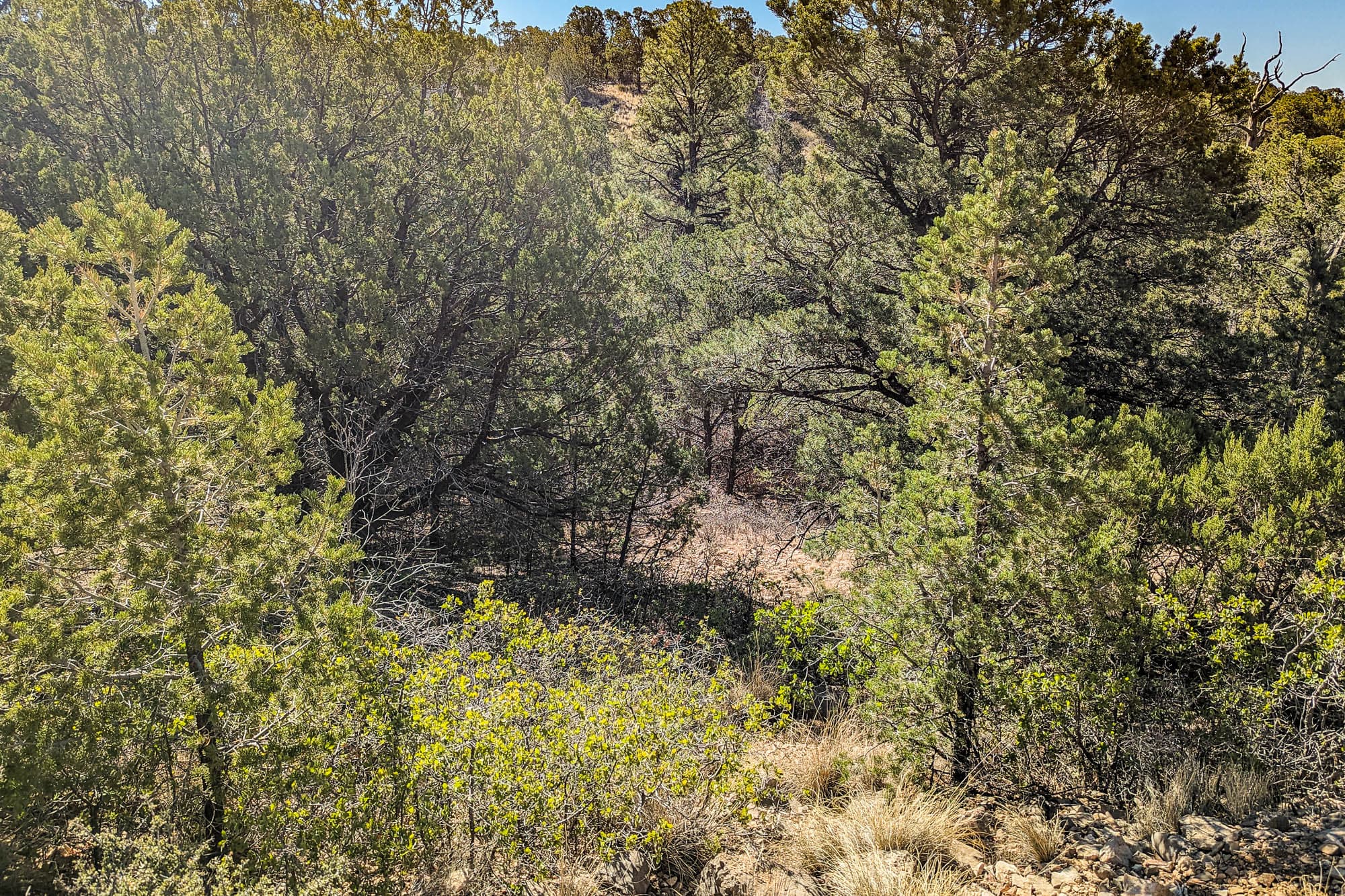 Tree line meets open ground with low vegetation on sloped terrain in the Sacramento Mountains, Otero County, New Mexico.
