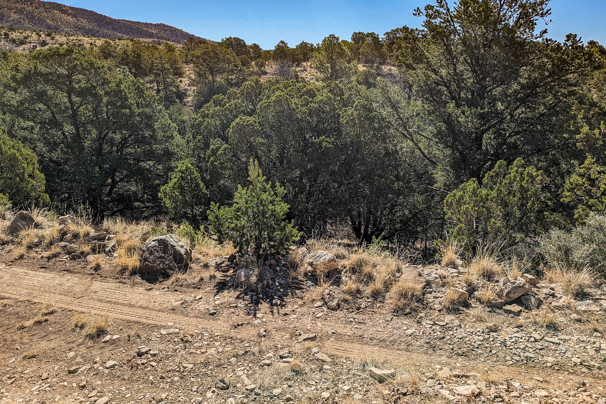 Mixed conifer woodland covers uneven terrain in this area of Otero County, New Mexico.