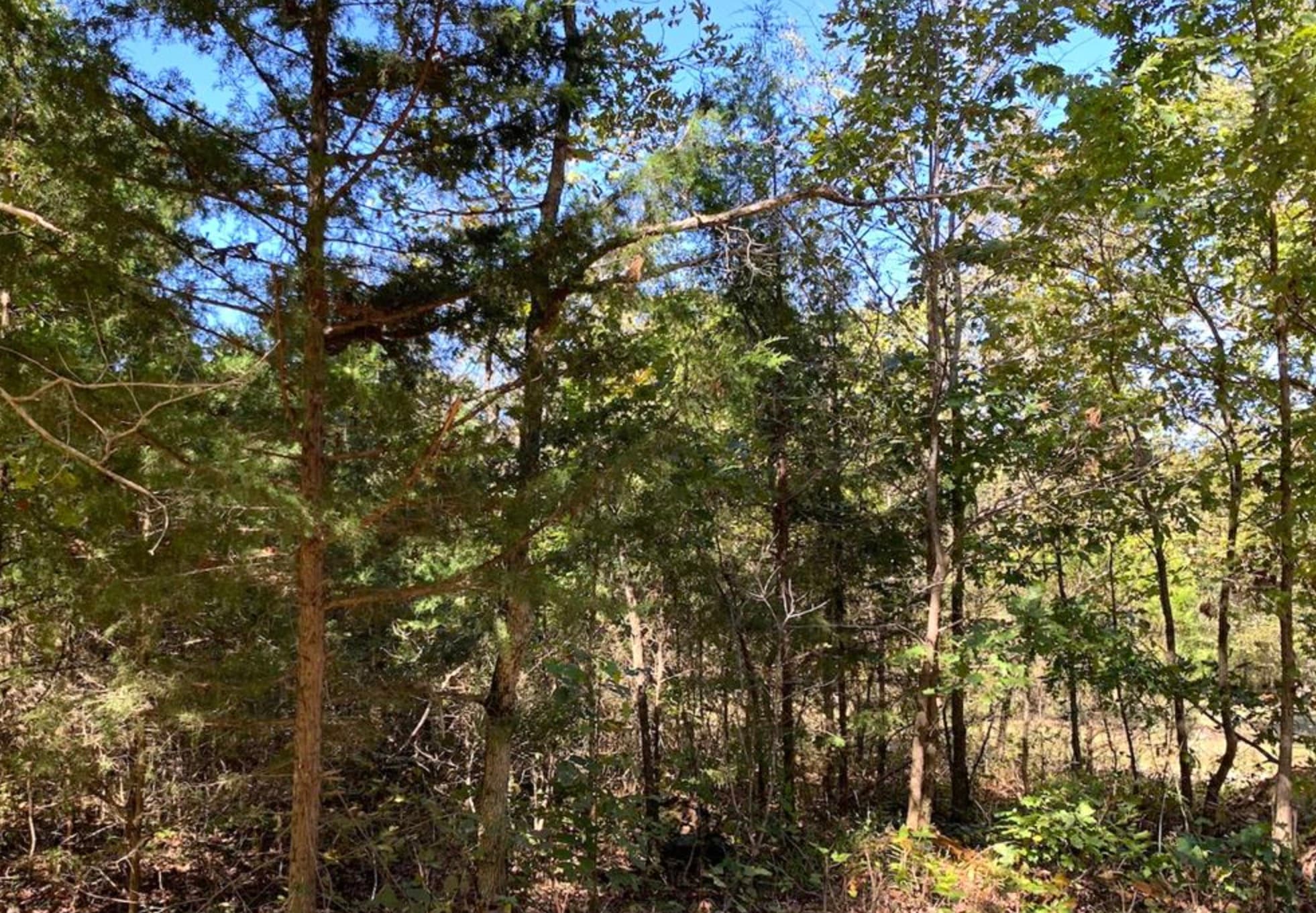 Open timber stand with fallen branch across the forest floor in Fulton County, Arkansas.