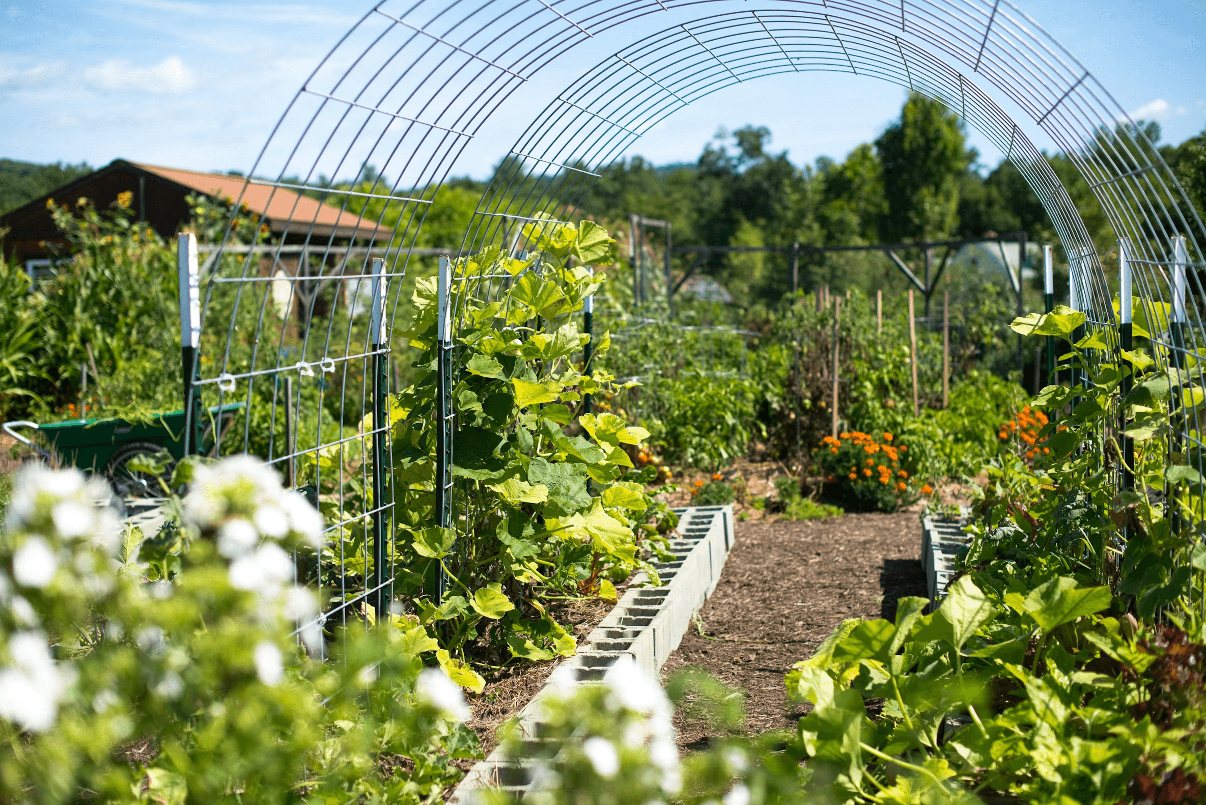A backyard homestead garden with raised beds, climbing vines on a metal hoop trellis, flowers in the foreground and a shed behind.