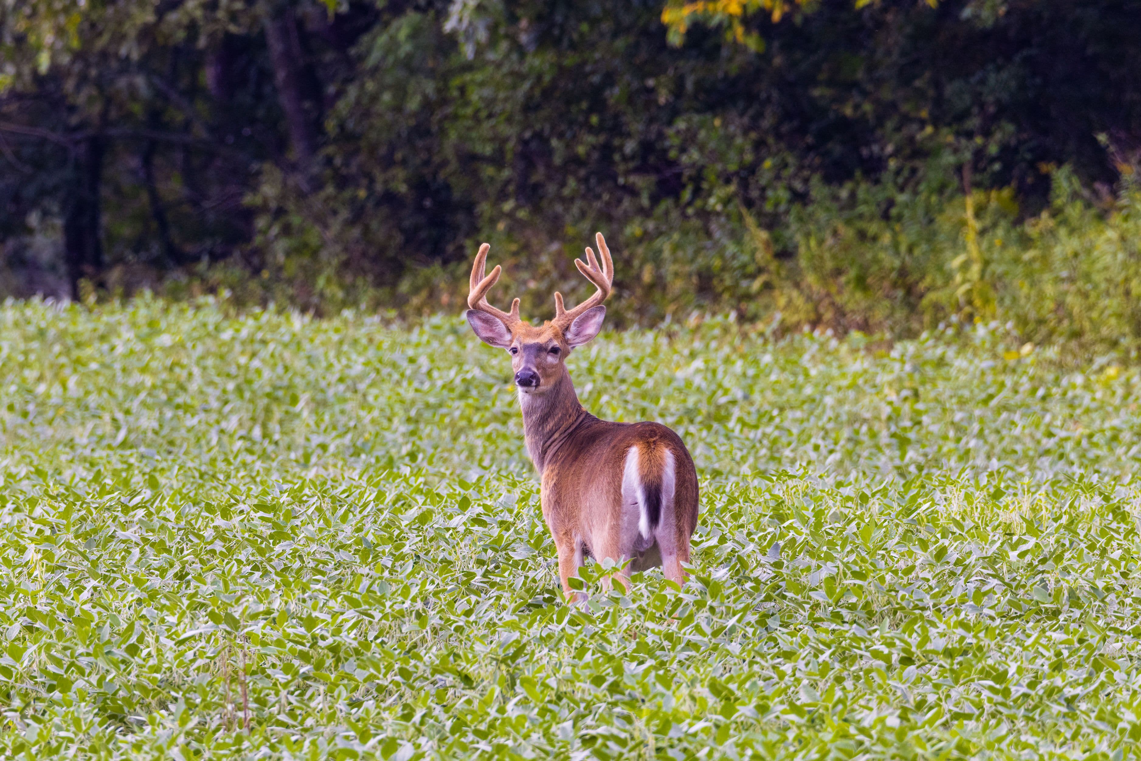 A buck with hardened antlers standing alert in a green soybean field