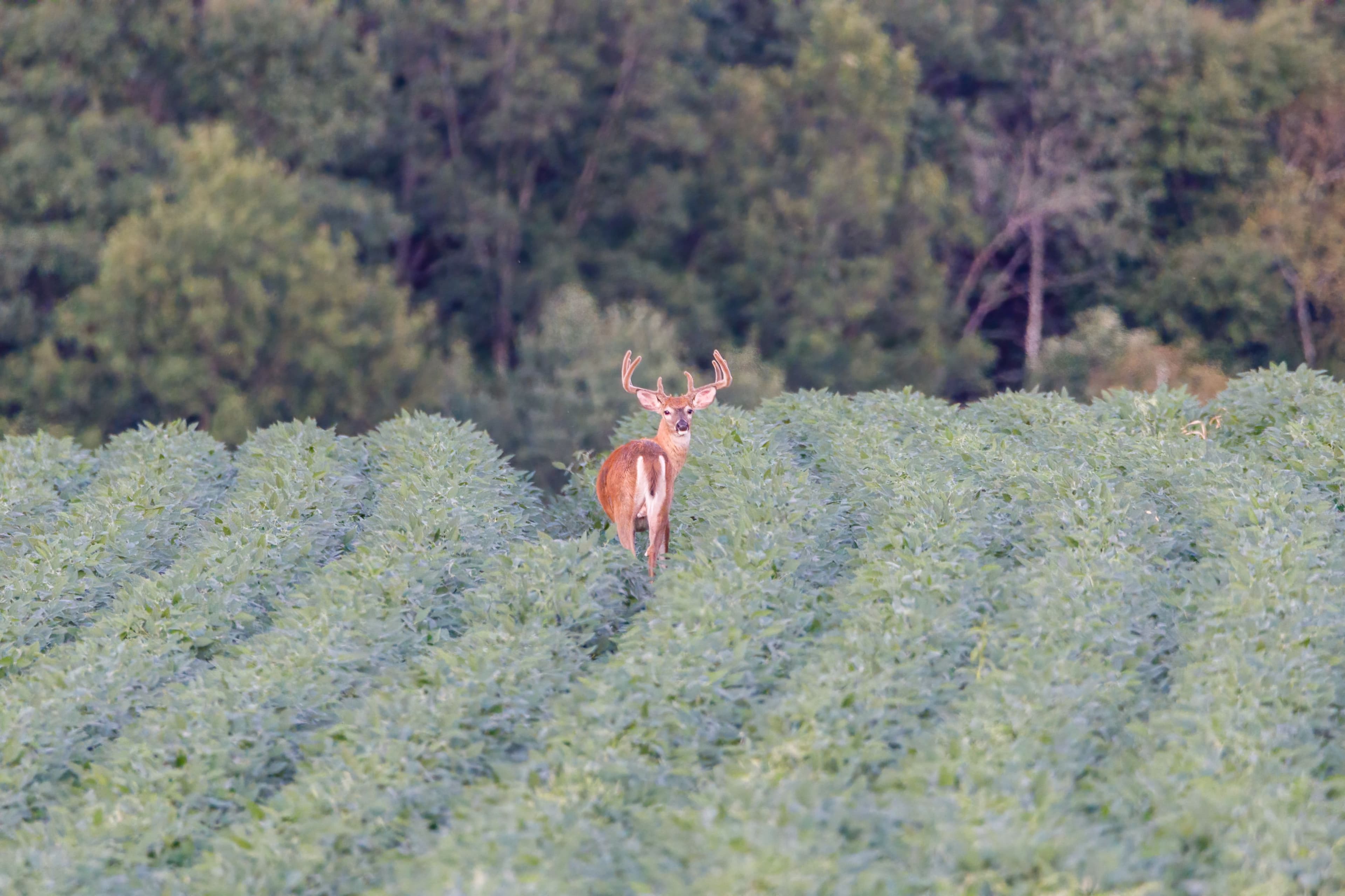 A buck standing in rows of soybeans looking toward the camera, woods behind