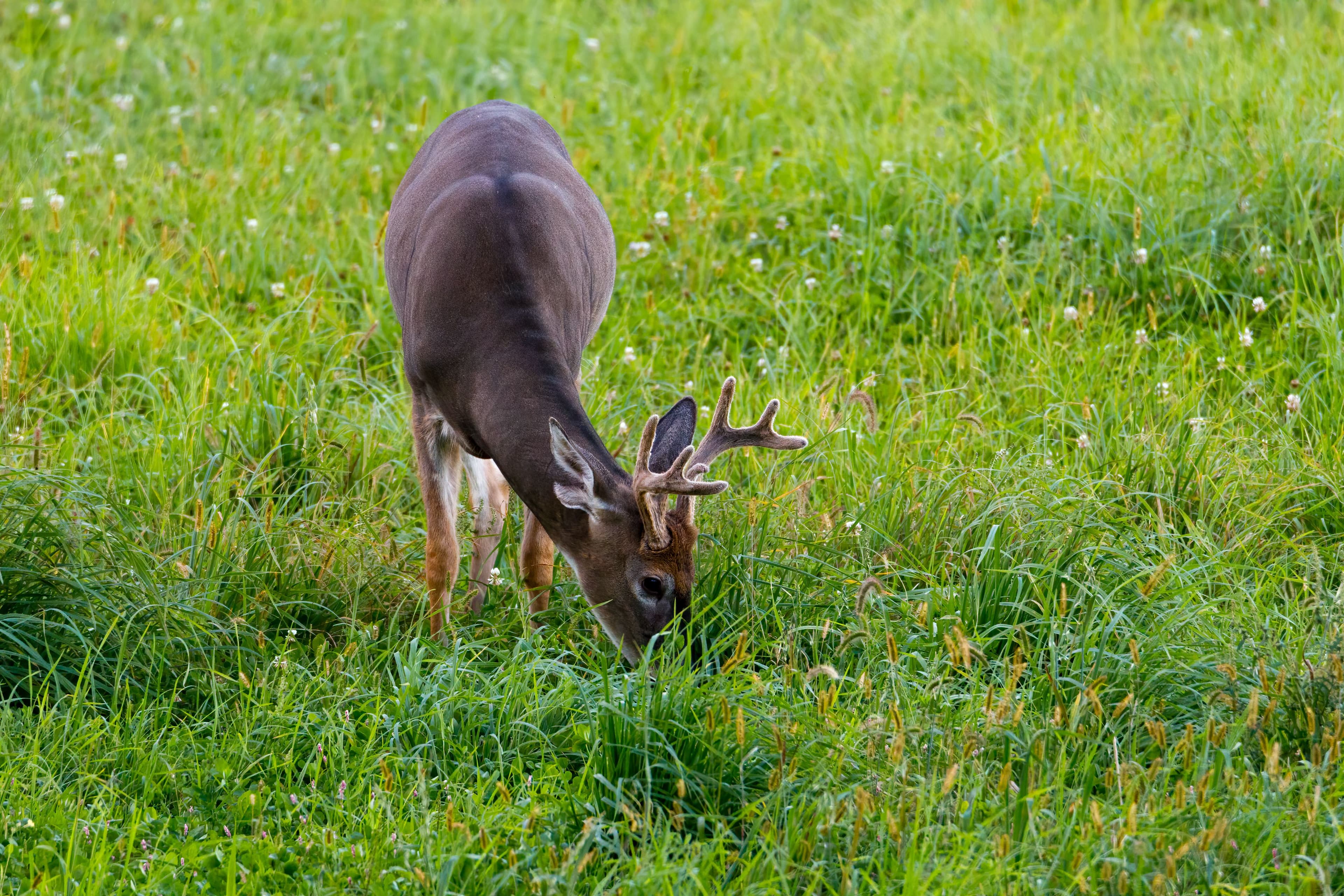 A buck in velvet antlers grazing head down in tall green grass and clover