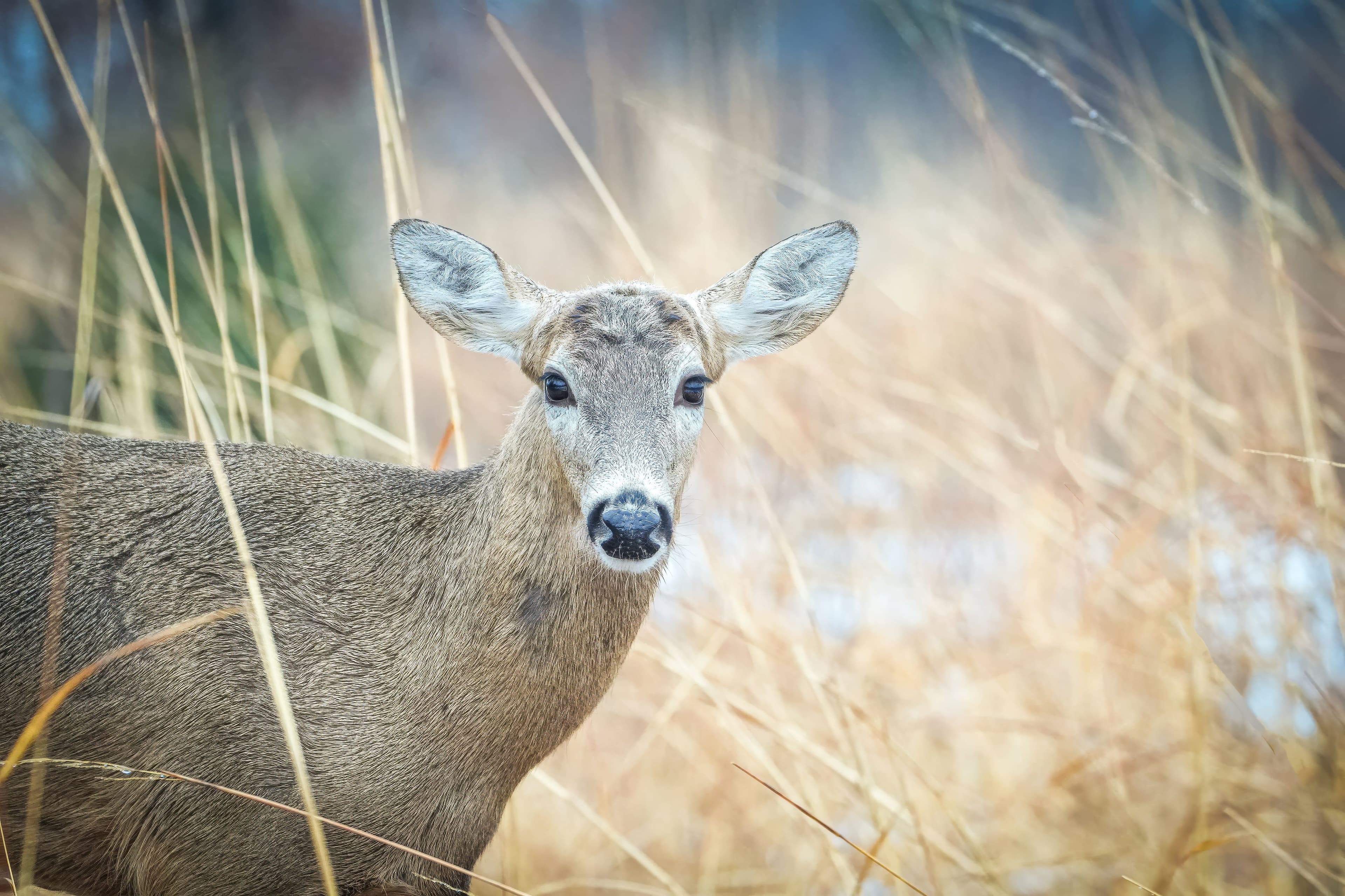 A close-up of a doe in dry winter grass with her ears turned forward