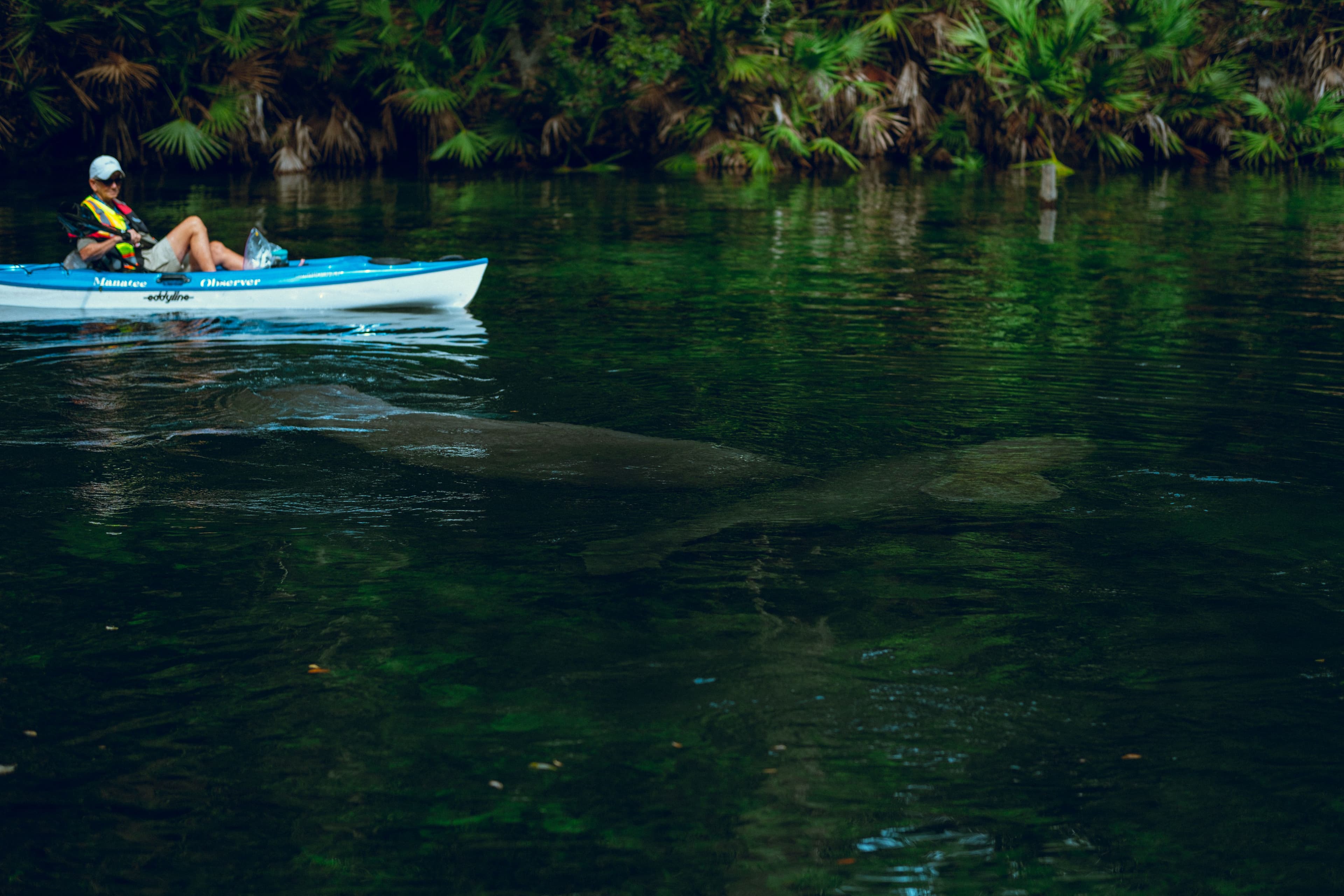 A kayaker drifting over a manatee resting just under the surface of a clear spring run