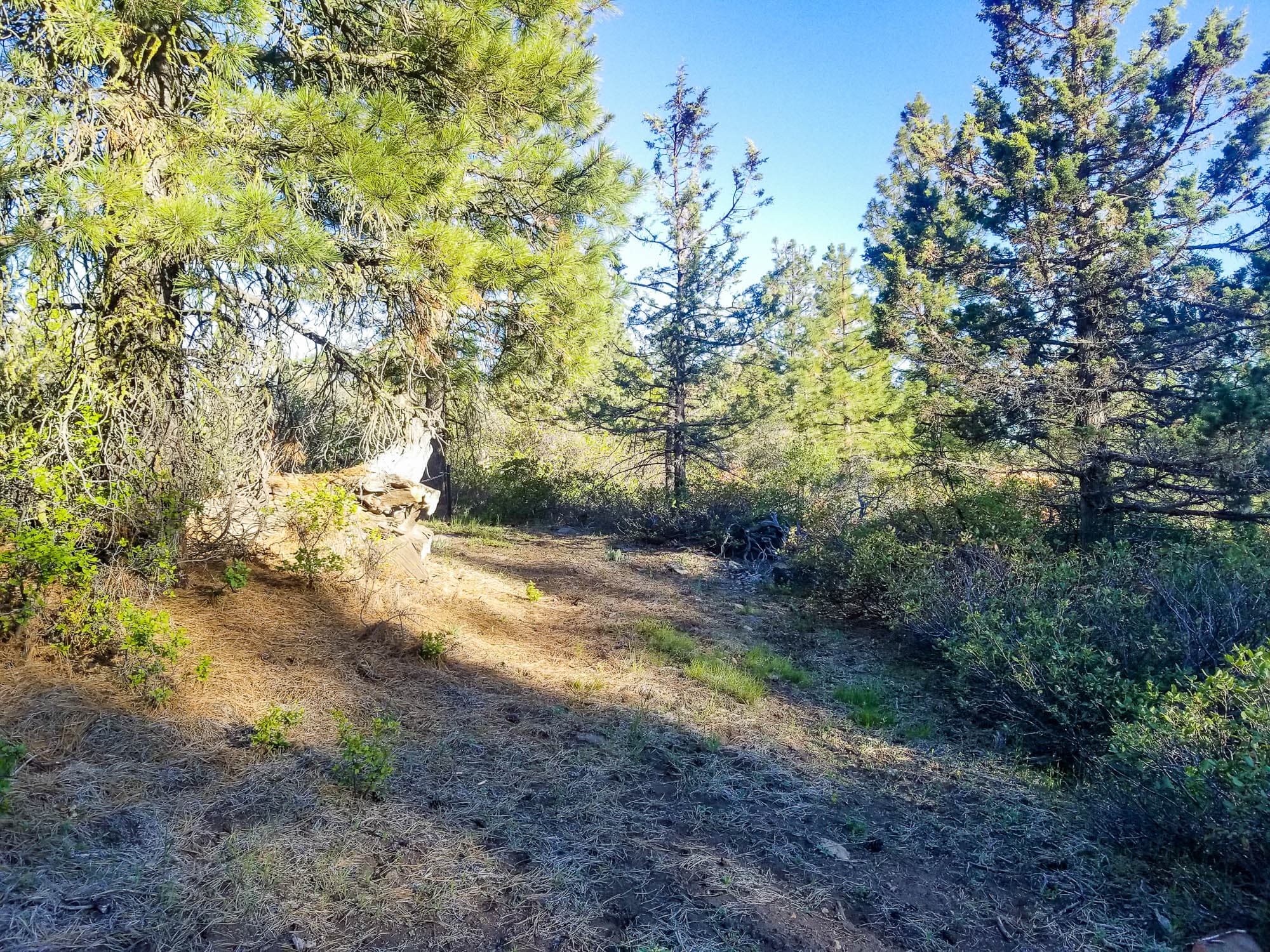 Forest scene with mature ponderosa pine and manzanita-type shrubs on sandy forest floor in Klamath County, Oregon.