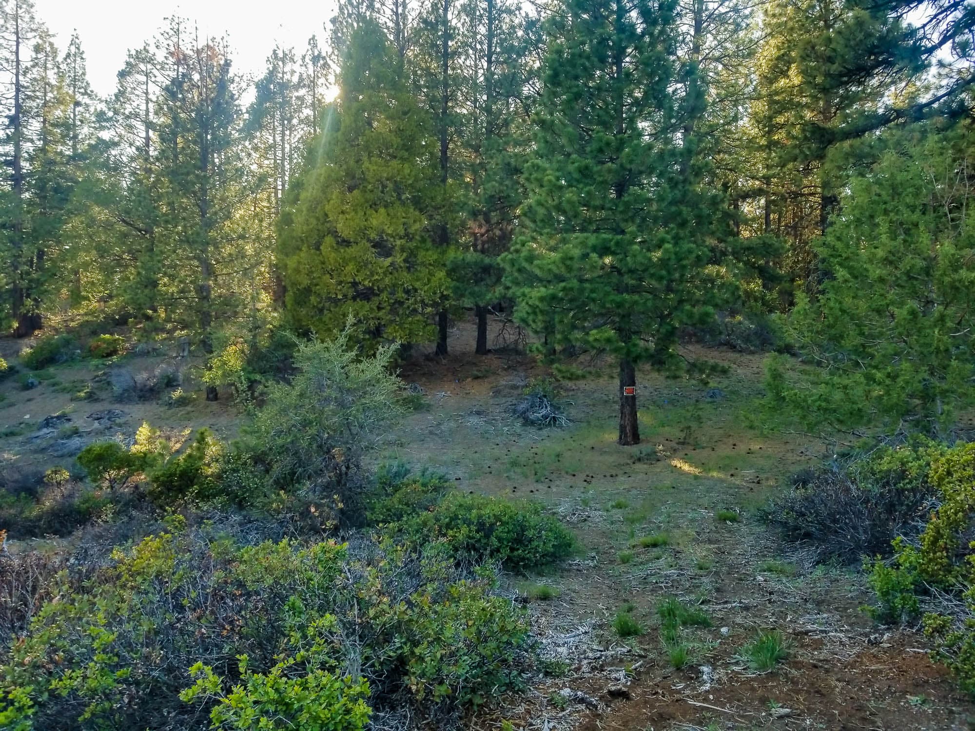 Forest floor with mature ponderosa pines and low shrub growth in Klamath County, Oregon.