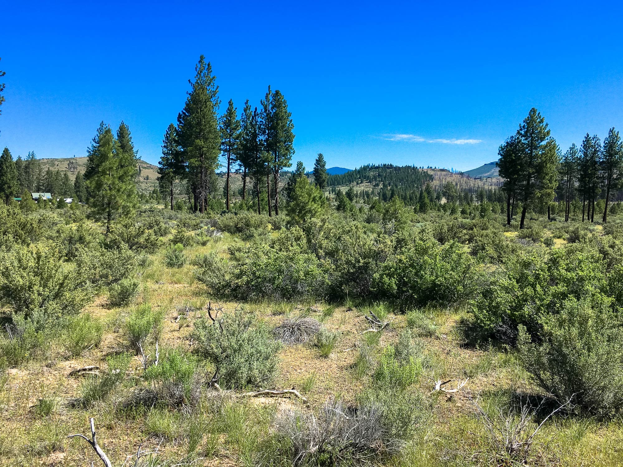 Rolling sagebrush-covered land with scattered conifers and mountain ridges visible in the distance in Klamath County, Oregon.