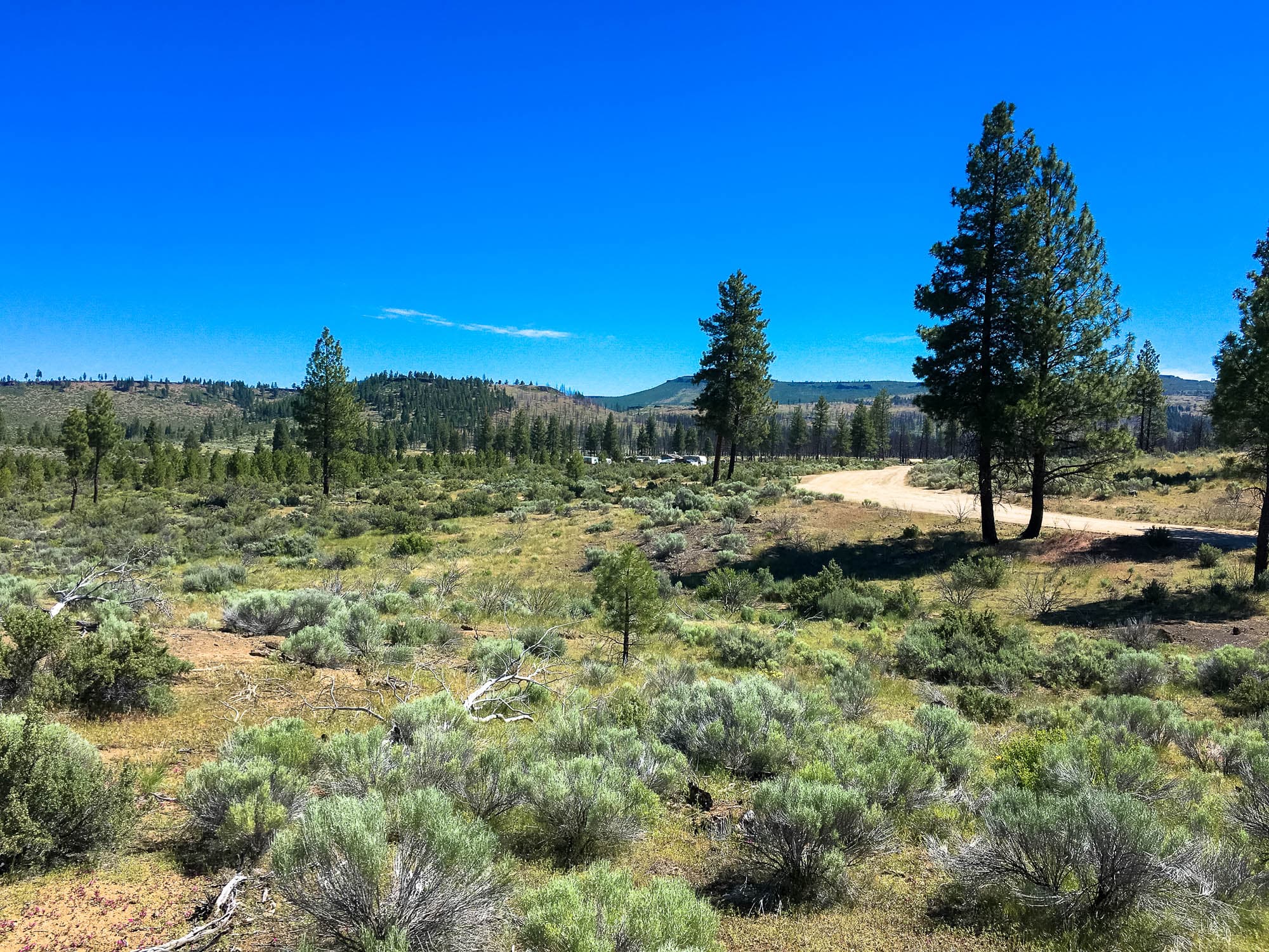 Open sagebrush terrain with widely spaced ponderosa pines under clear blue skies in Klamath County, Oregon.