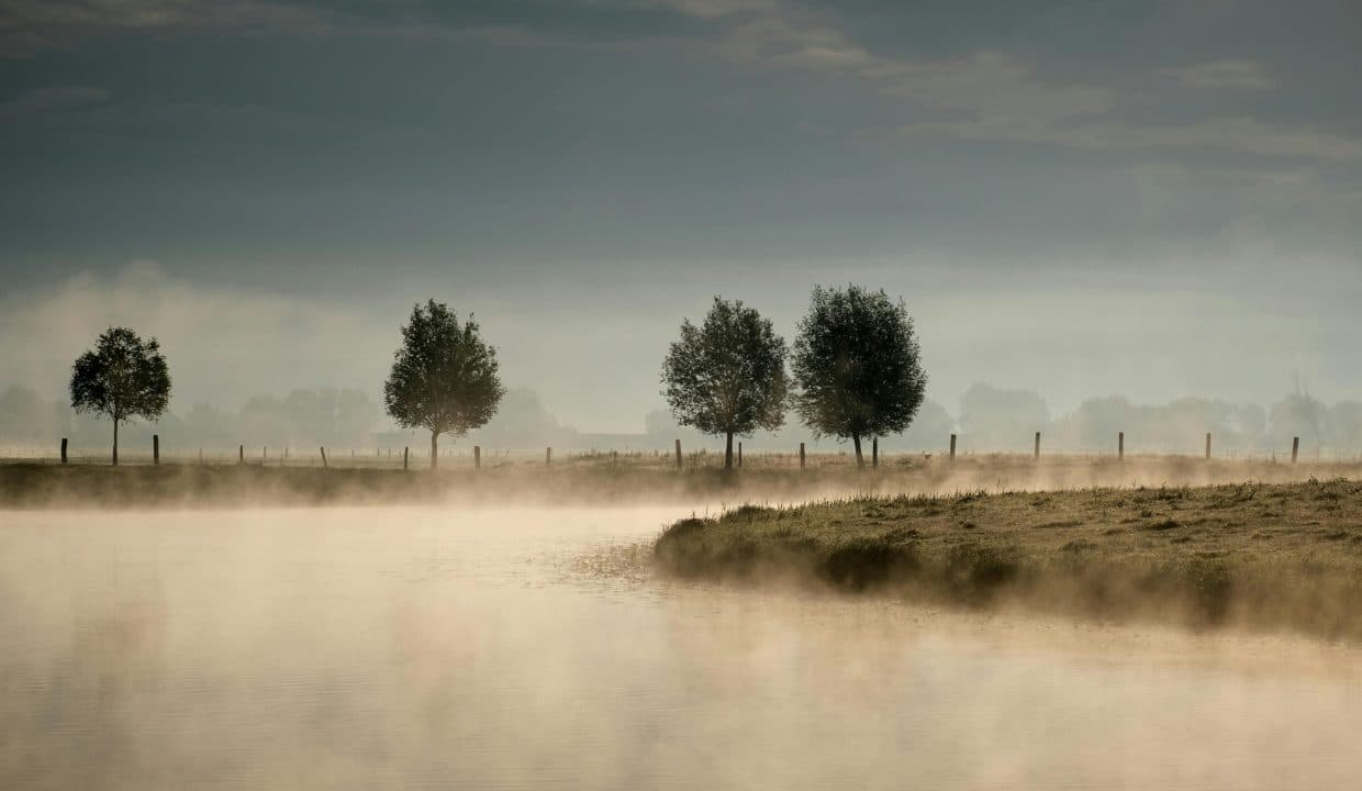 A line of bare trees along a fence in low morning mist over an open field.