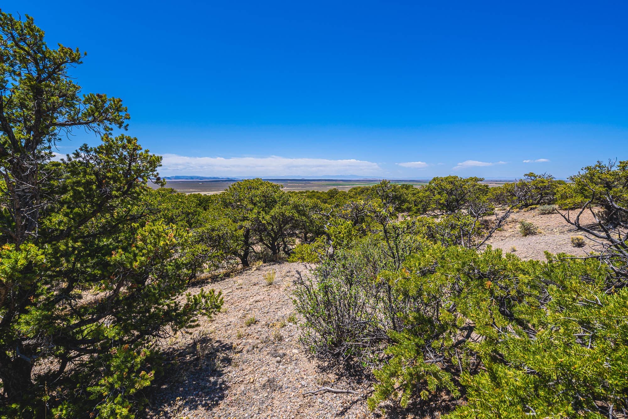 Low juniper and scrub on a sandy rise, a long high-desert valley opening out to distant flats under a hard blue sky.