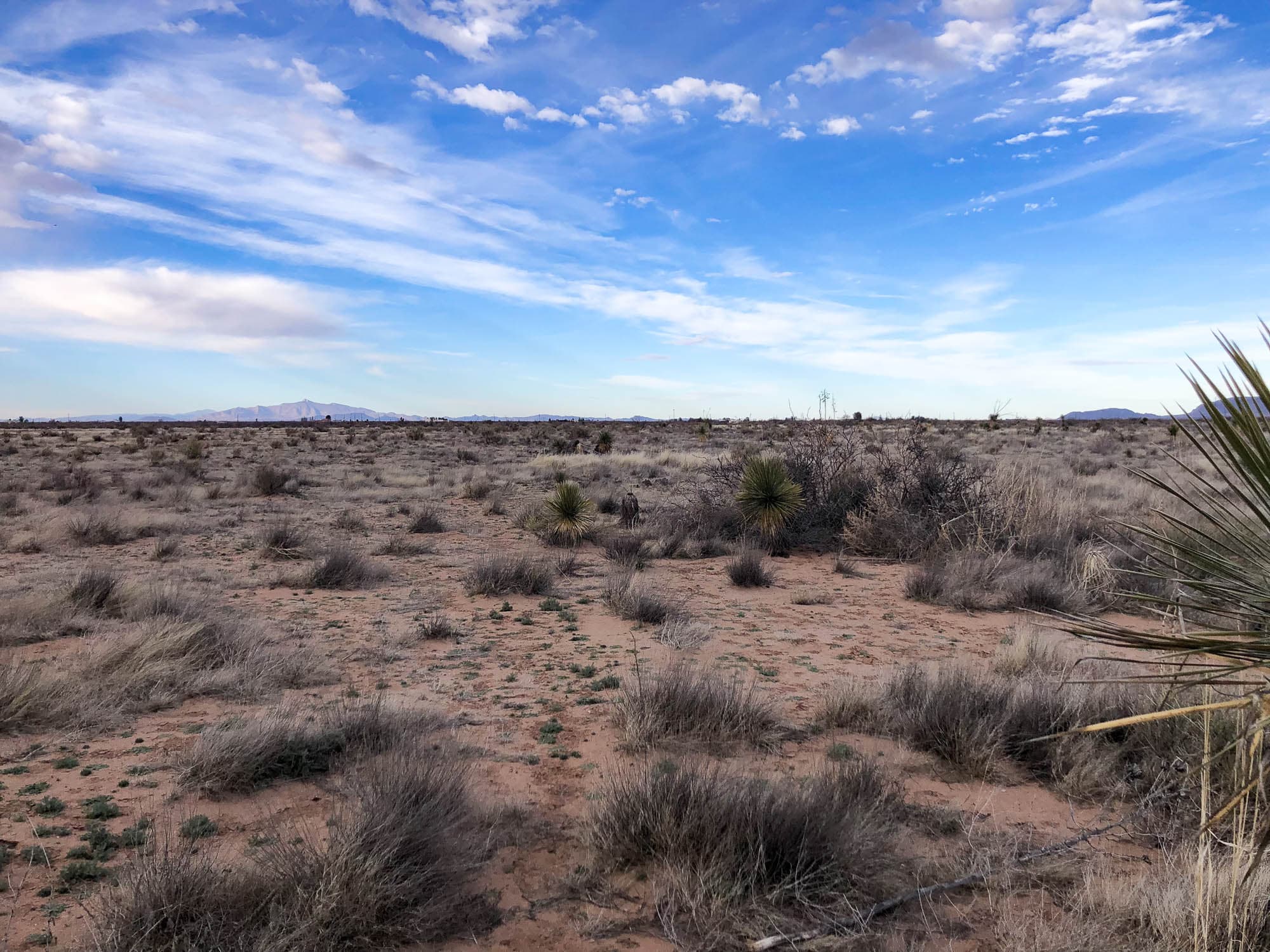 Spaced clumps of desert brush and grass on level ground in Luna County, New Mexico.